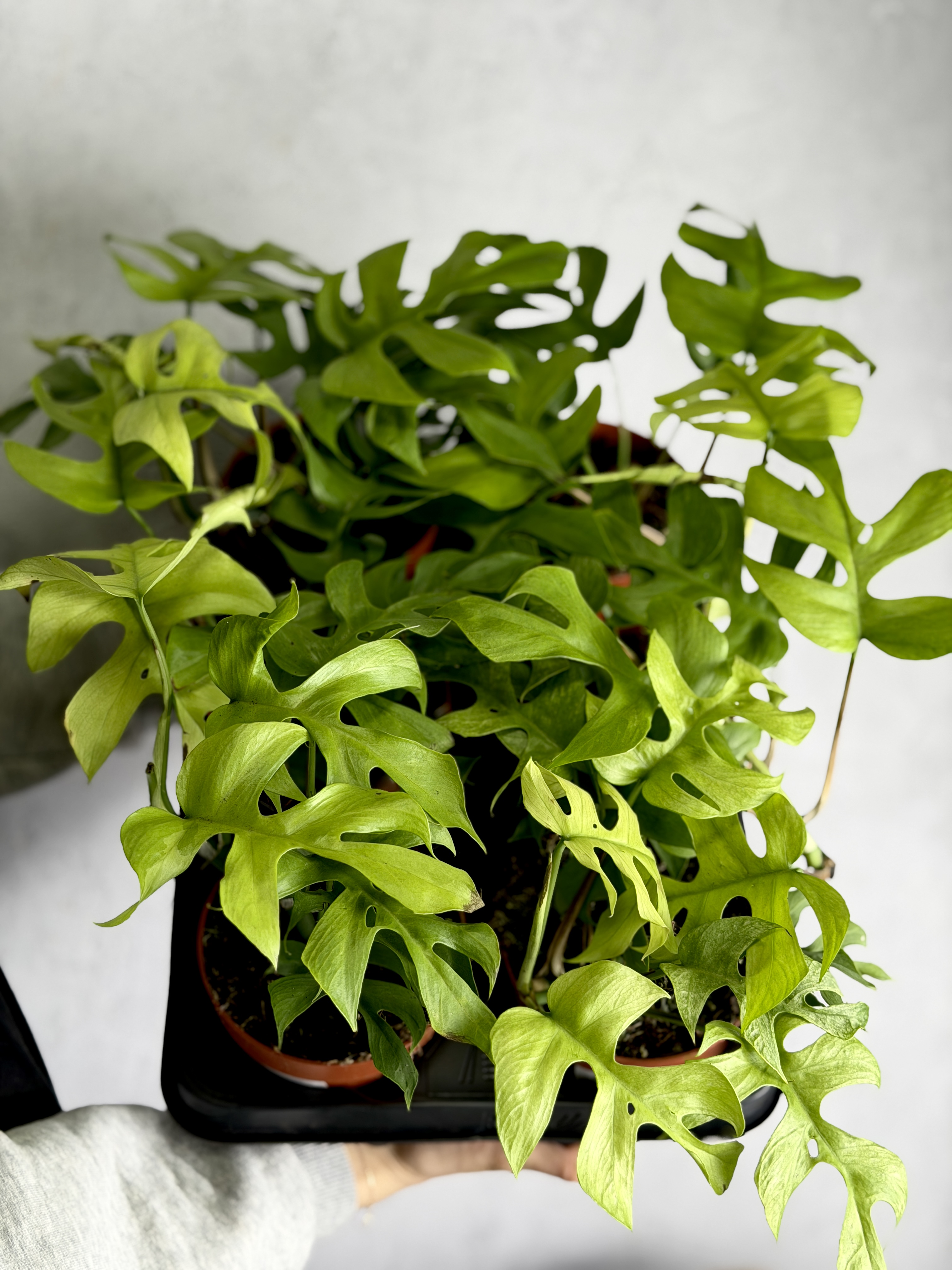 Рафидофора Тетрасперма Голдраш (Rhaphidophora Tetrasperma Goldrush) D12см
