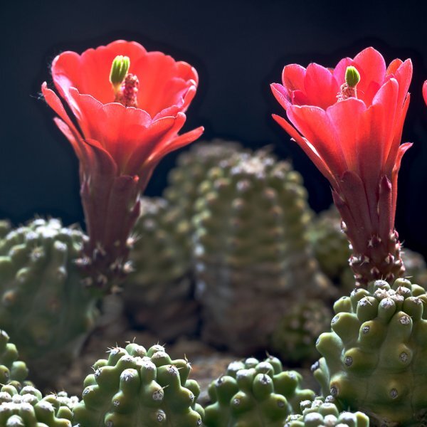 Эхиноцереус Инермис (Echinocereus Inermis) D5см