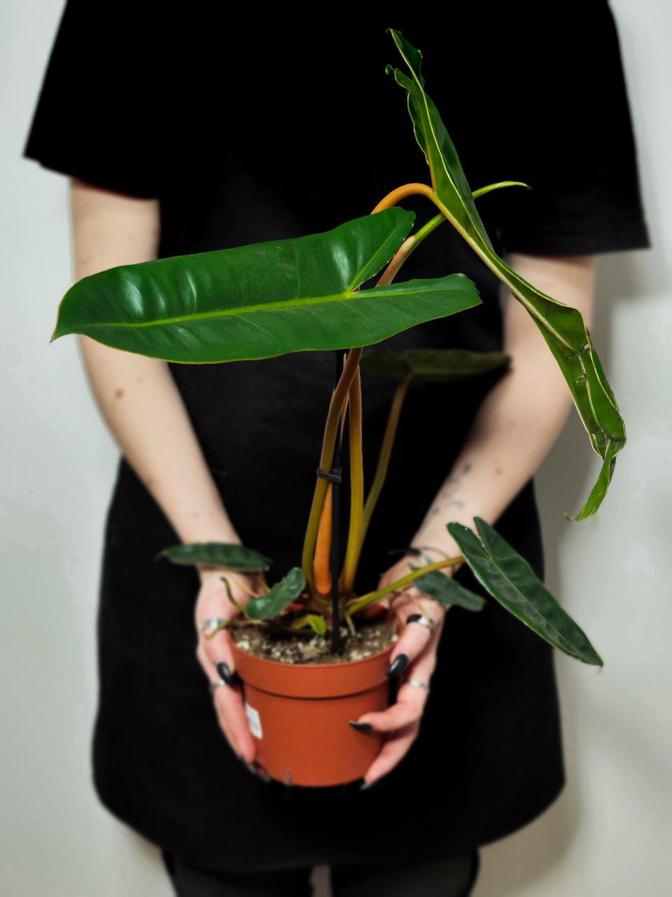 Филодендрон Биллитау Грин (Philodendron Billietiae Green) D12см
