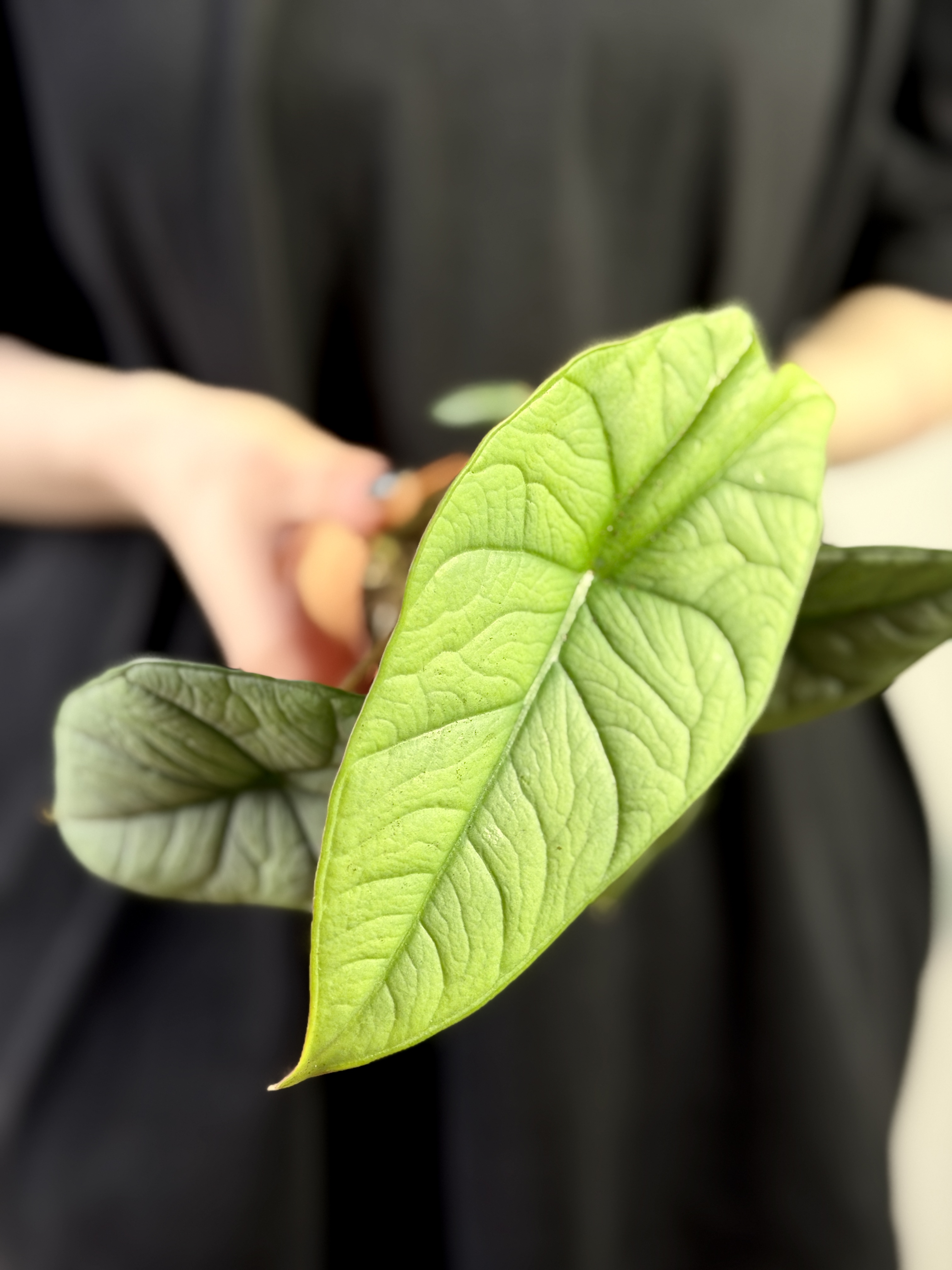 Алоказия Платинум (Alocasia Bisma Platinum) 8см