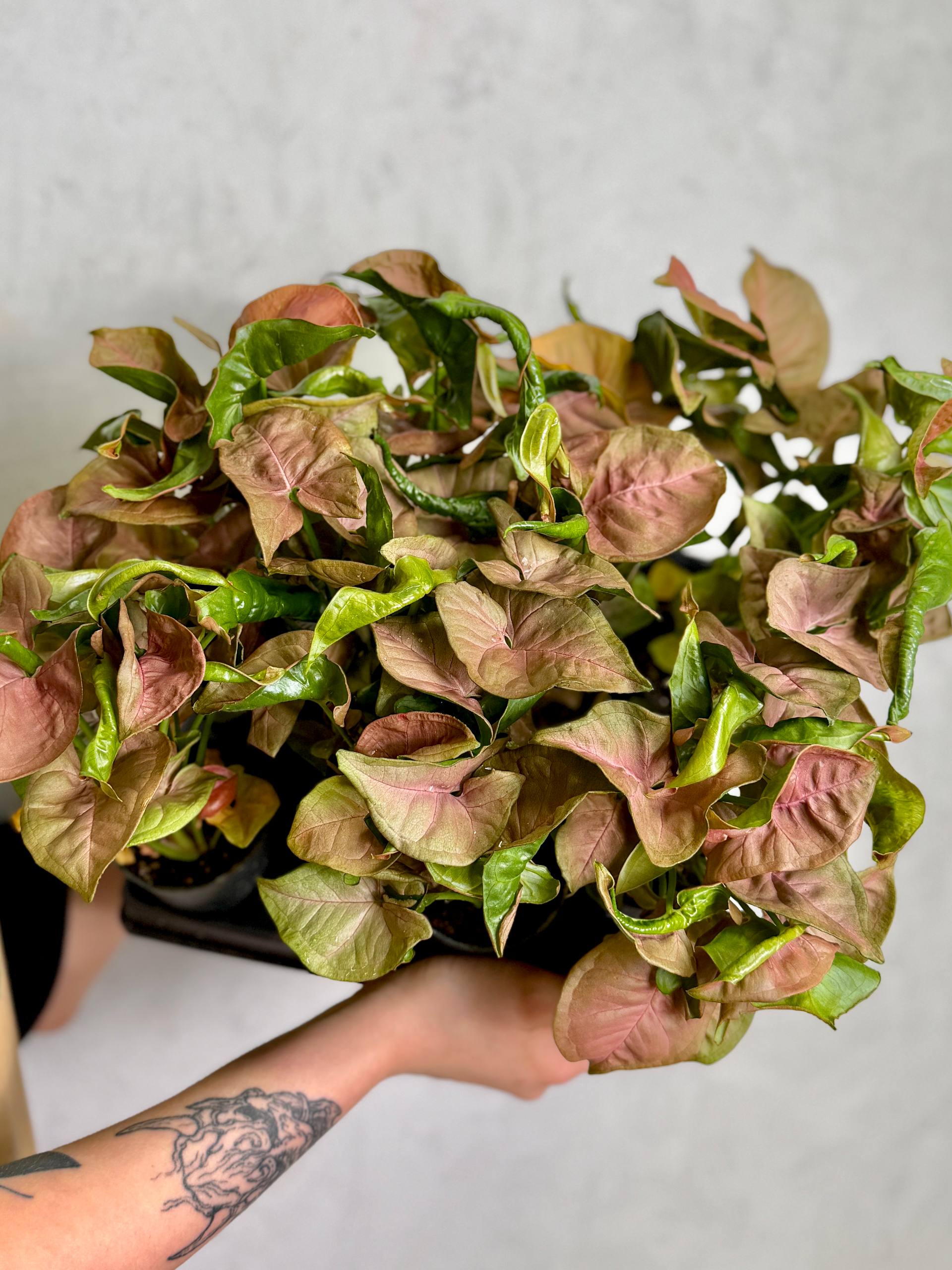 Сингониум Неон Робуста (Syngonium Neon Pobusta) D7см
