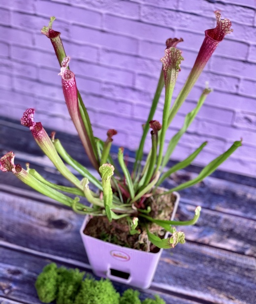 Саррацения Стивенси (Sarracenia Stevensii) пересаженная D12
