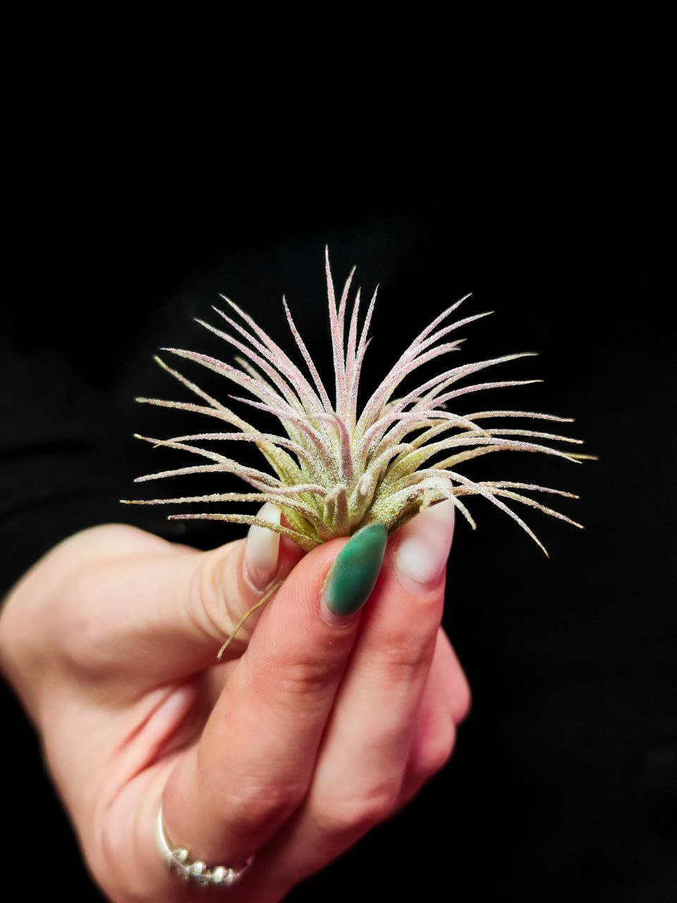 Тилландсия Ионанта Пинк (Tillandsia Ionantha Pink), атмосферное растение