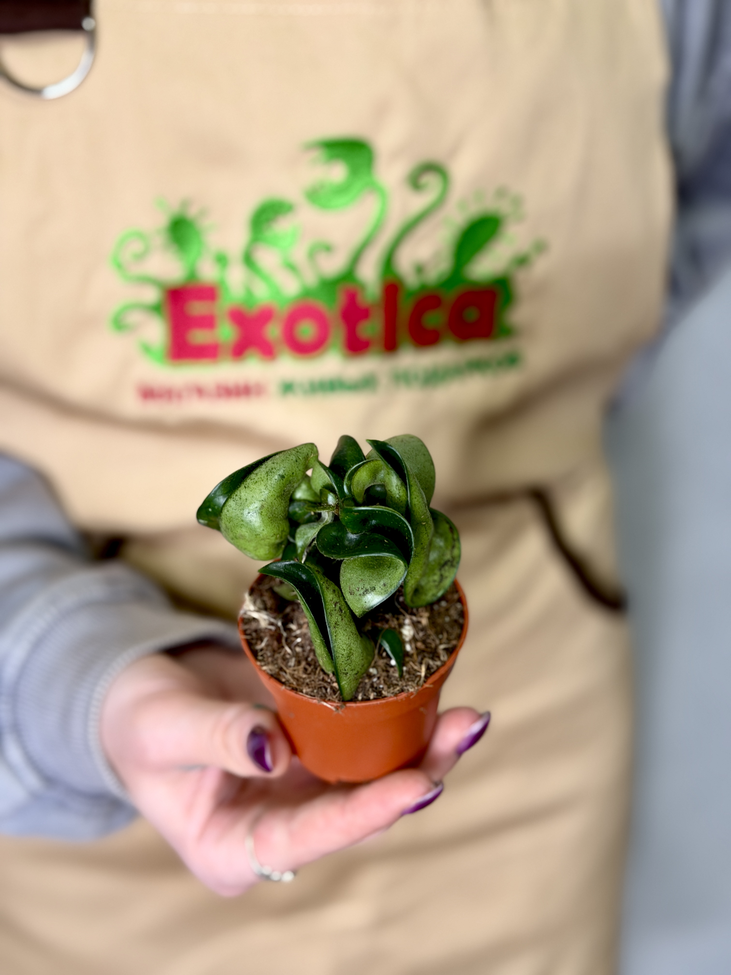 Хойя Карноза Компакта Грин (Hoya Carnosa Compacta Green) D6см