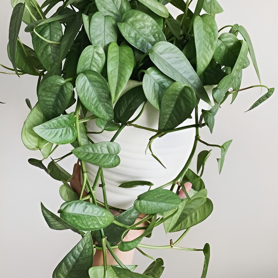 Эпипремнум Себу Блю (Epipremnum Pinnatum Cebu Blue) D6см