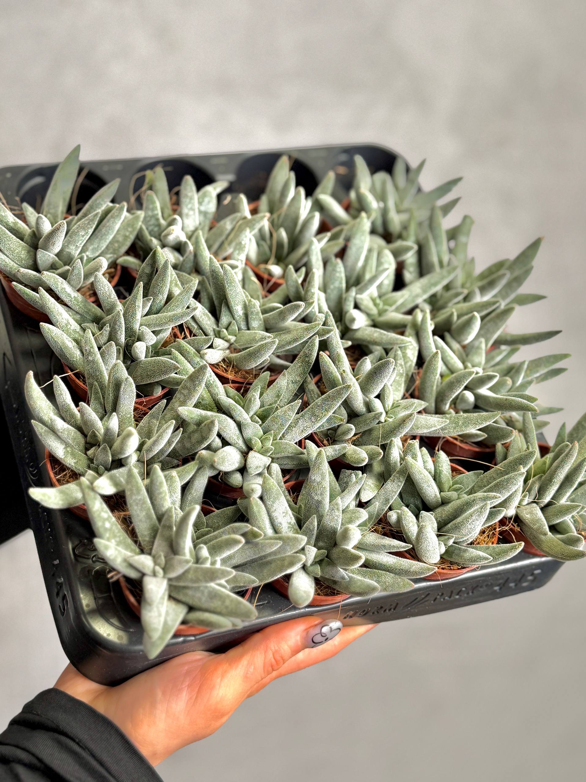 Крассула Сильвер Спарк (Crassula Silver Spark) D5см