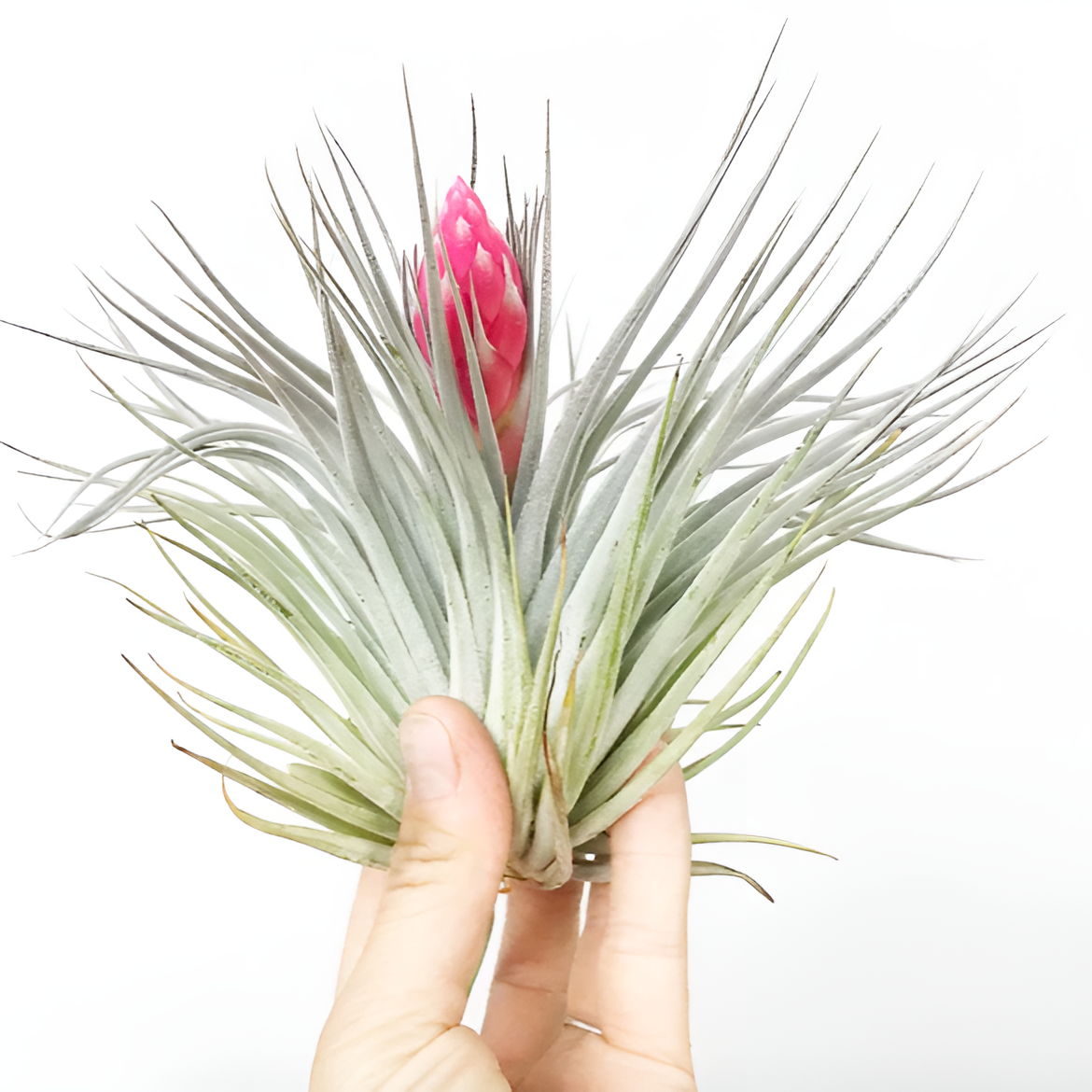 Тилландсия Хьюстон XL (Tillandsia Houston XL)