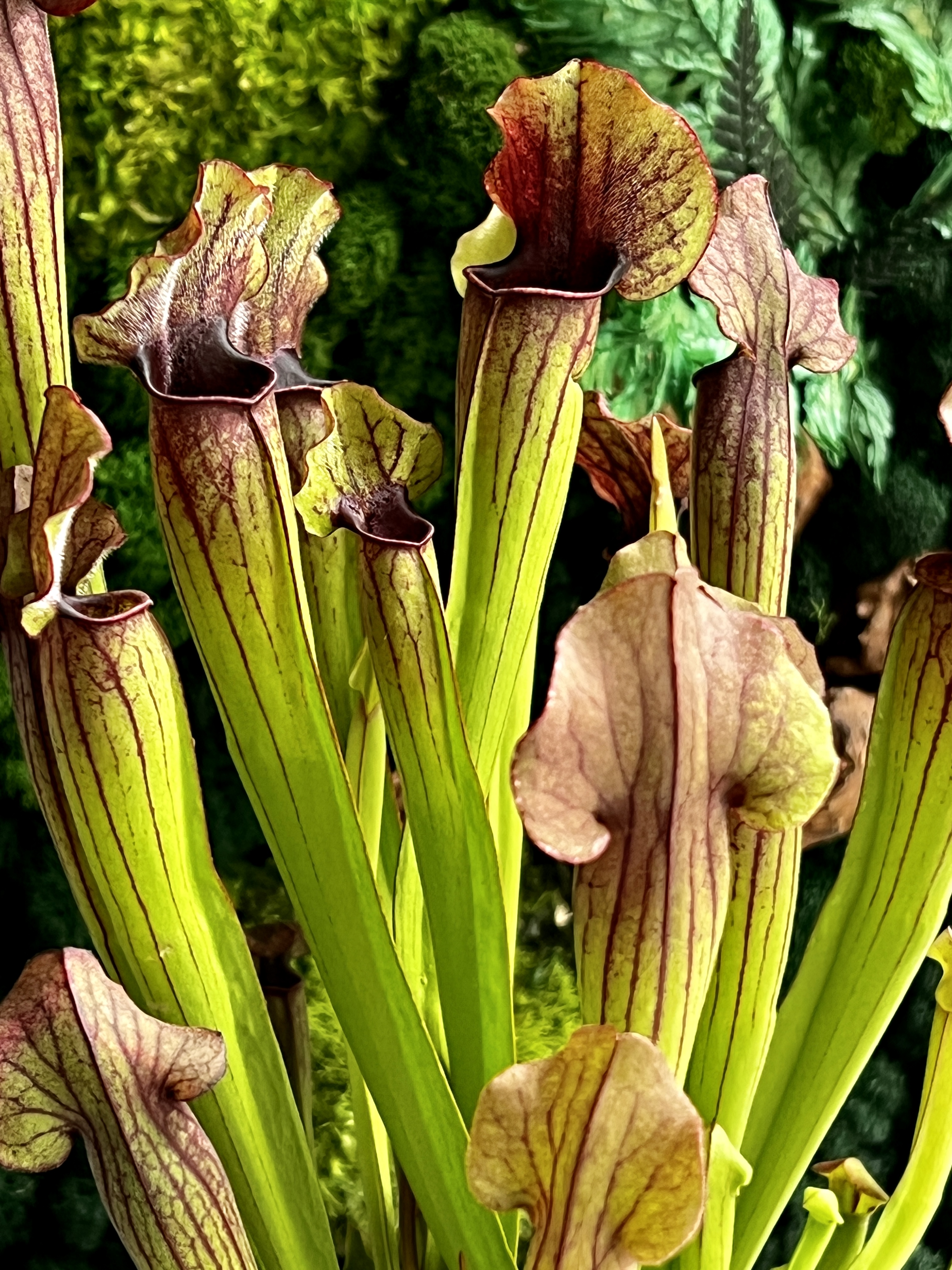 Саррацения Томас (Sarracenia Thomas) D12cм
