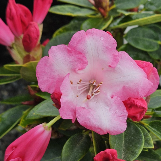 Азалия (Рододендрон) Индийская розовая (Azalea Indica Pink) D13см