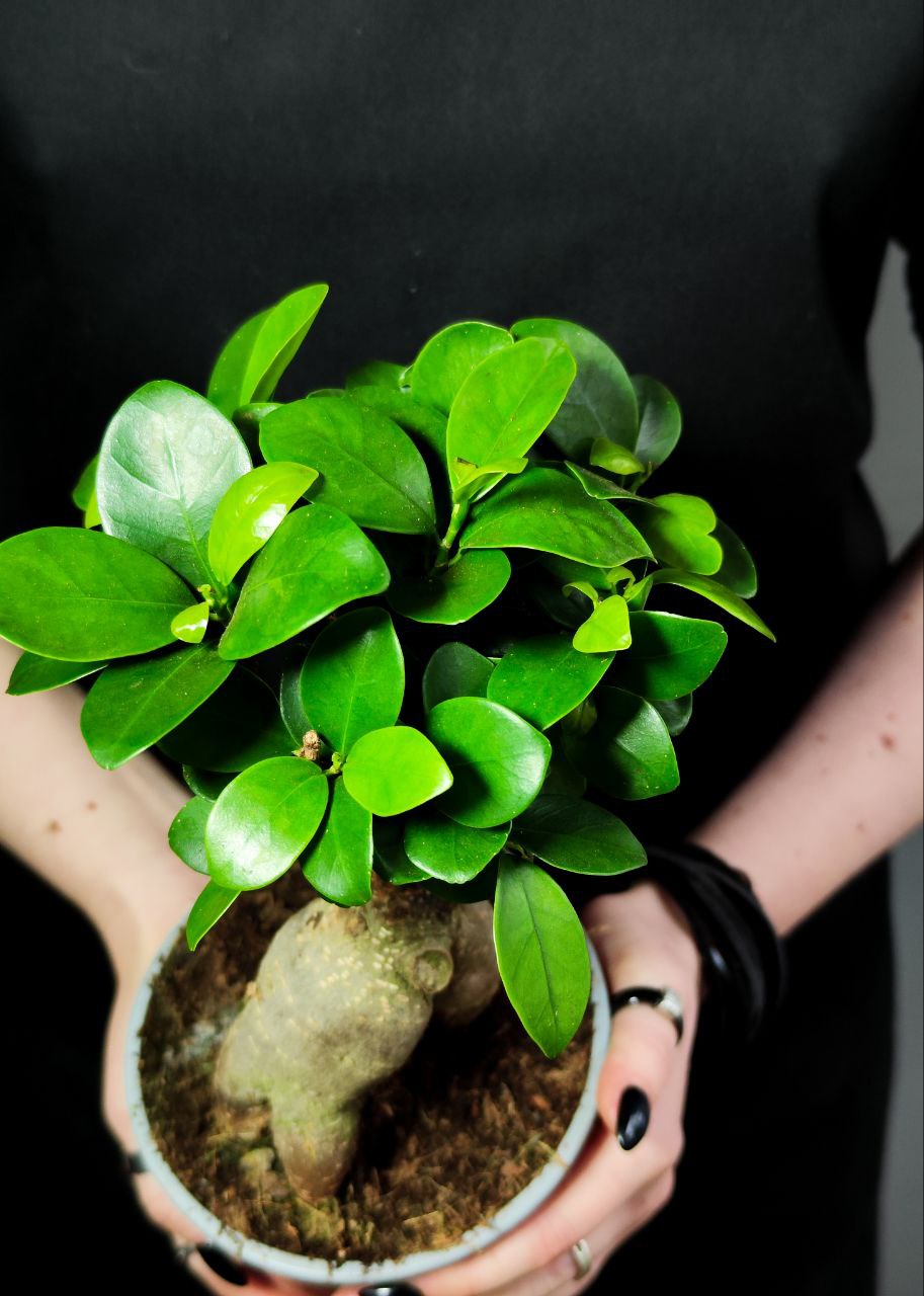 Фикус Микрокарпа (Ficus Мicrocarpa) D12см