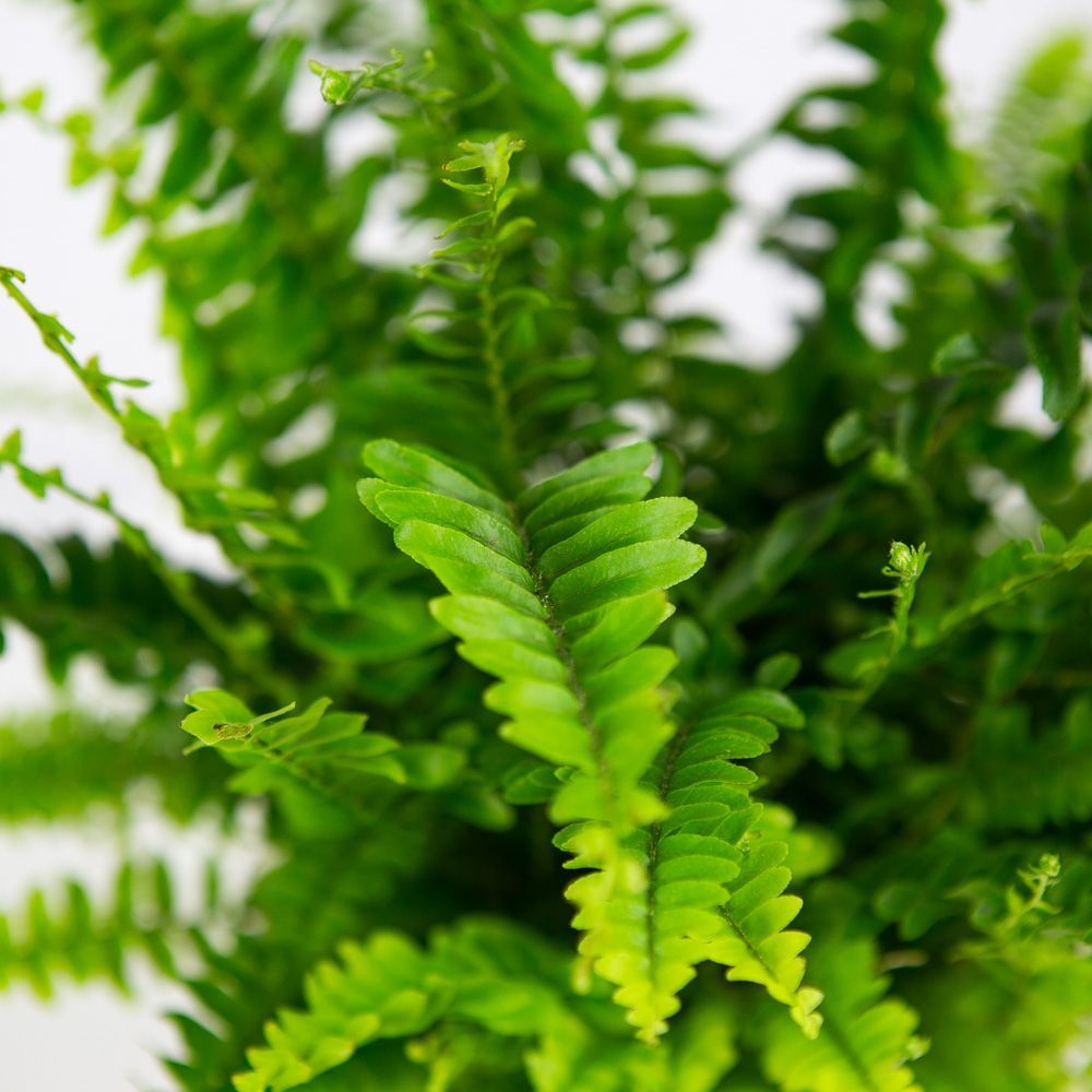 Нефролепис Грин Леди (Nephrolepis Green Lady) D12см
