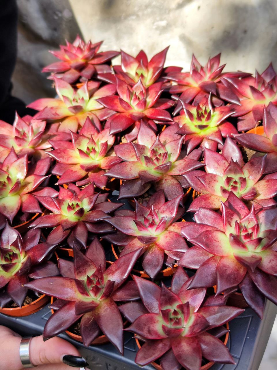 Эхеверия Марс Галакси (Echeveria Mars Galaxy) D5см