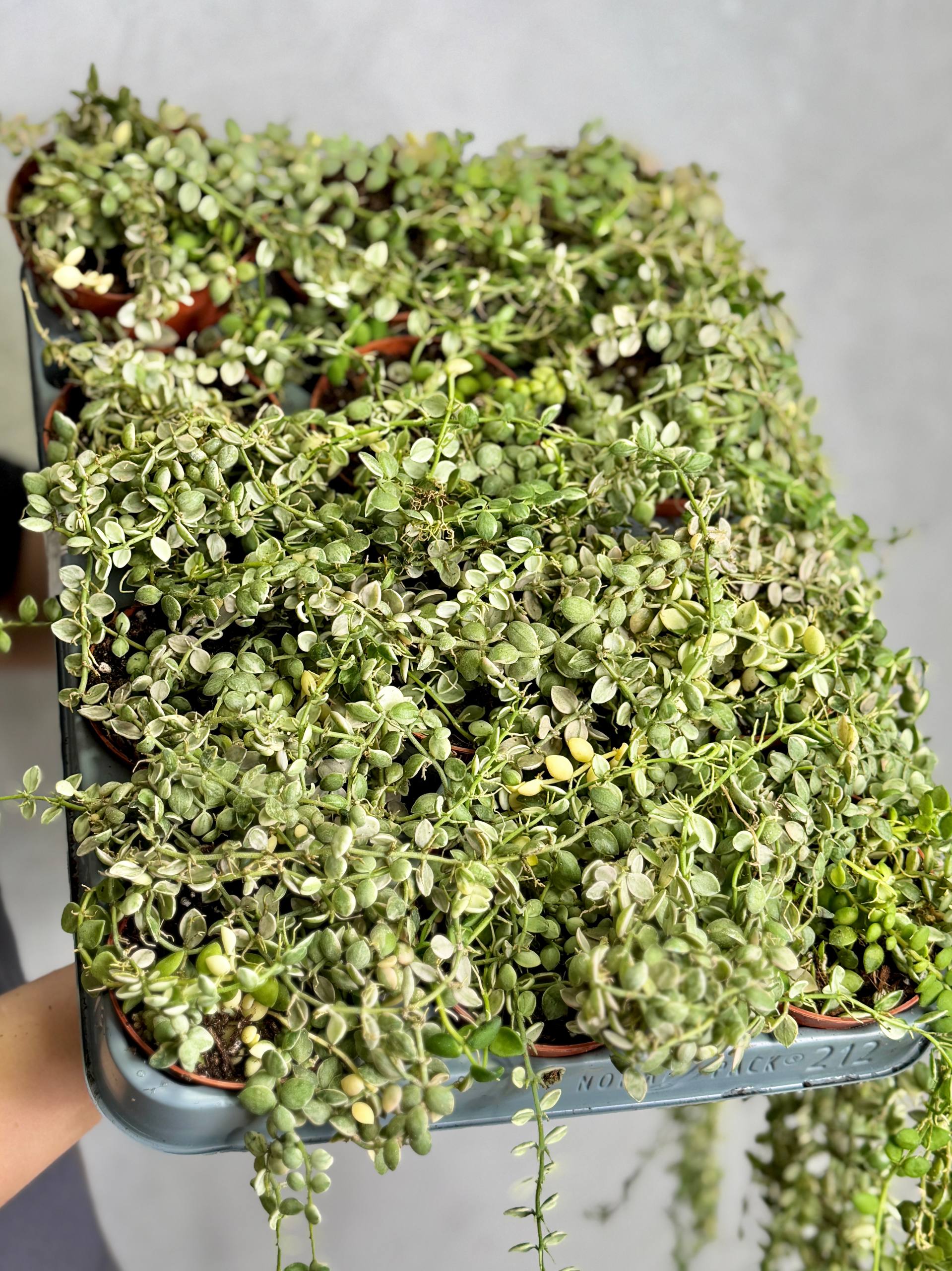 Дисхидия Нуммулария Вариегатная (Dischidia Nummularia Variegata) D8см