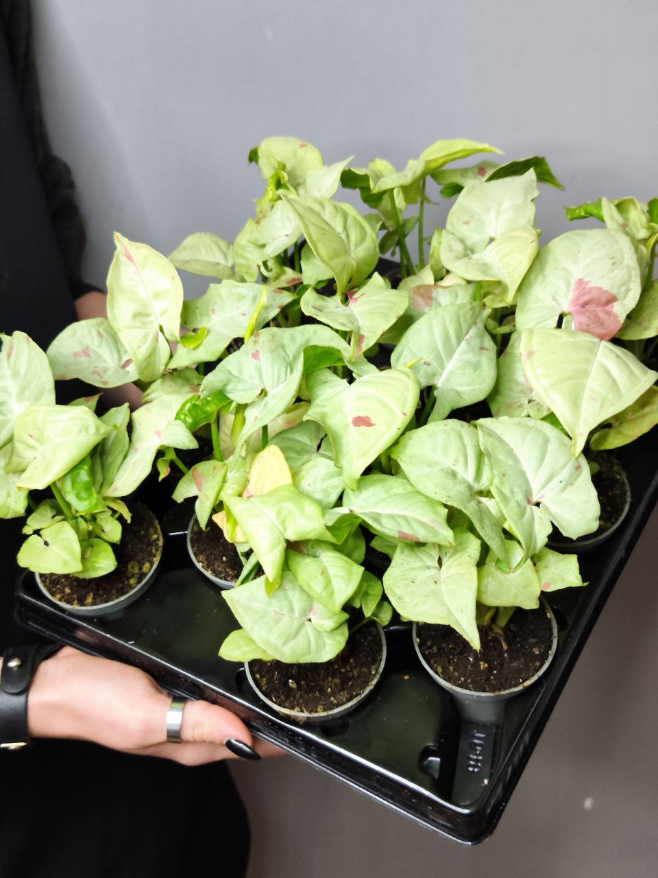 Сингониум Конфетти Милк (Syngonium Milk Konfetti) D6см