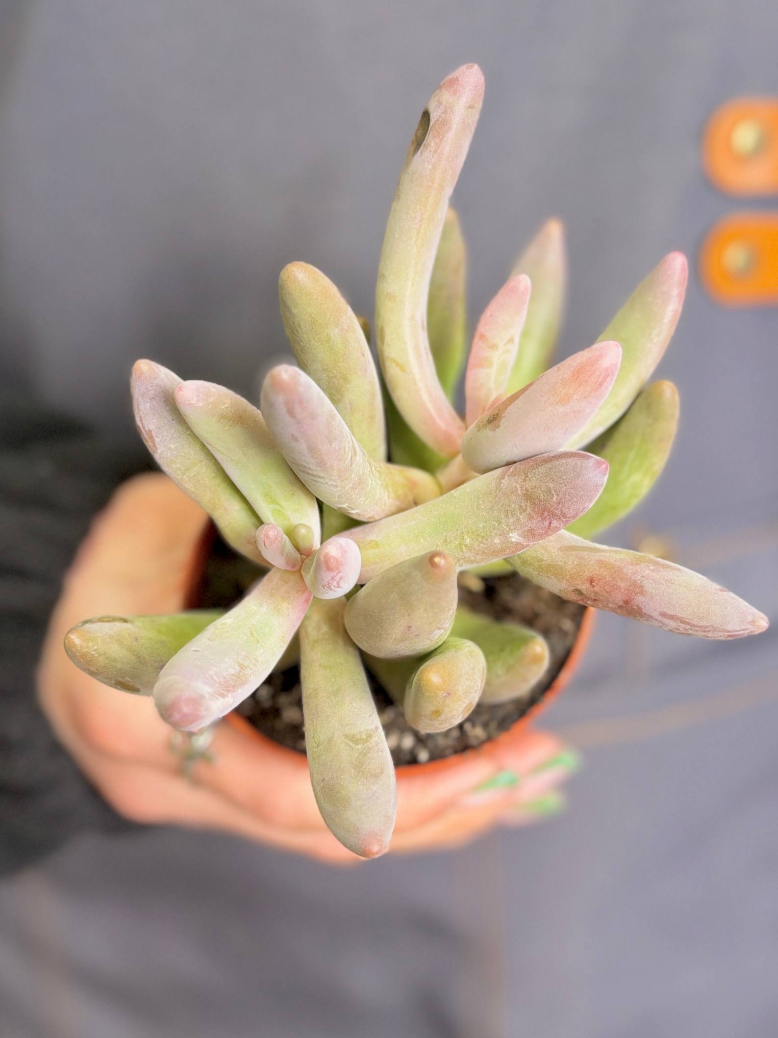 Пахифитум Ганьчжоу (Pachyphytum Ganzhou) D8,5см