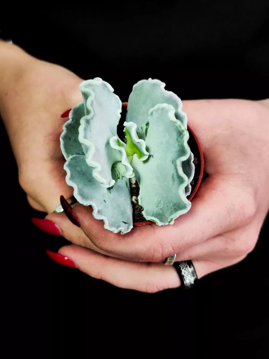 Котиледон Ундулата (Cotyledon Undulata) D5см