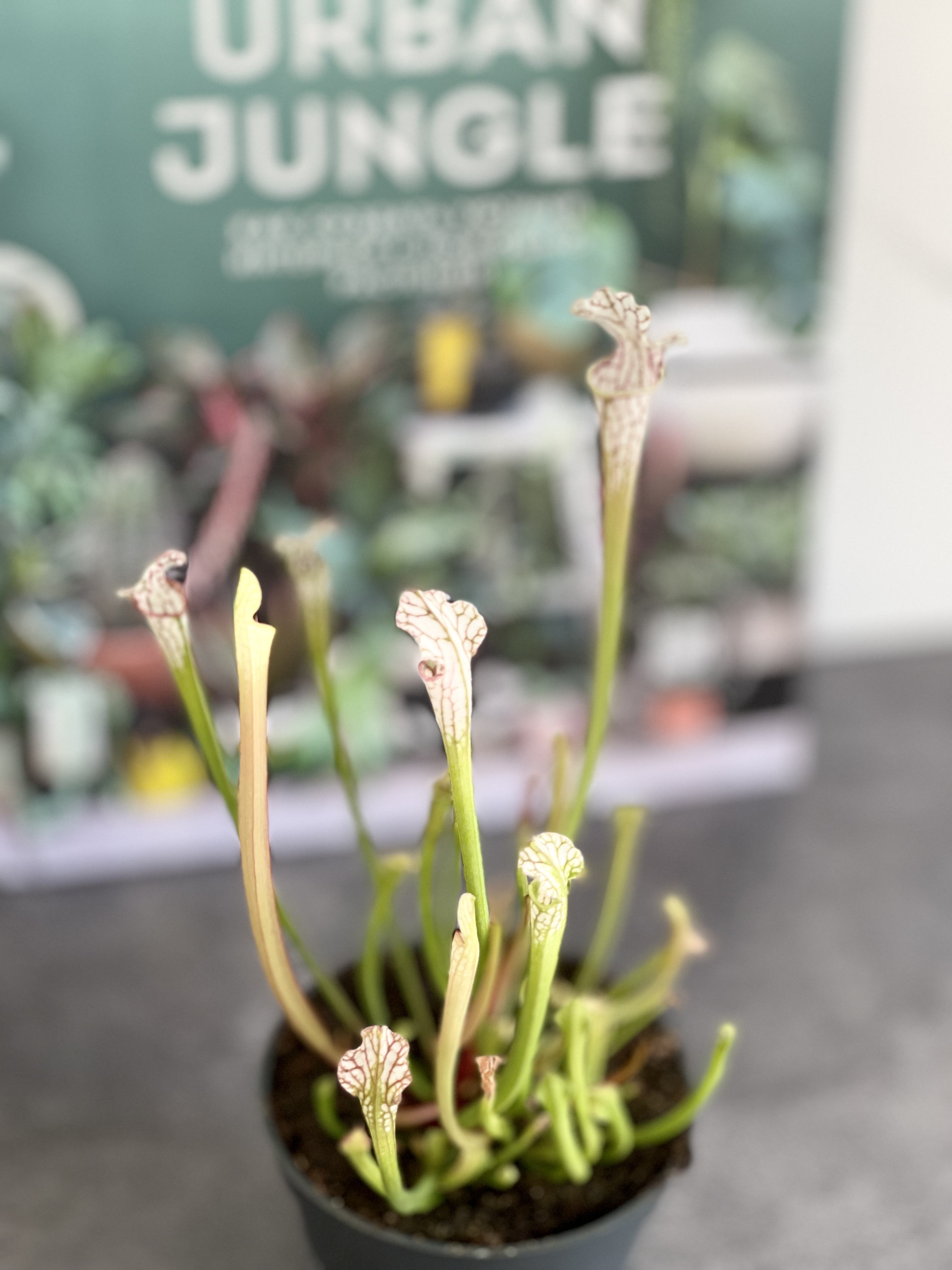 Саррацения Фарнхами Белая (Sarracenia White Farnhamii) D9см