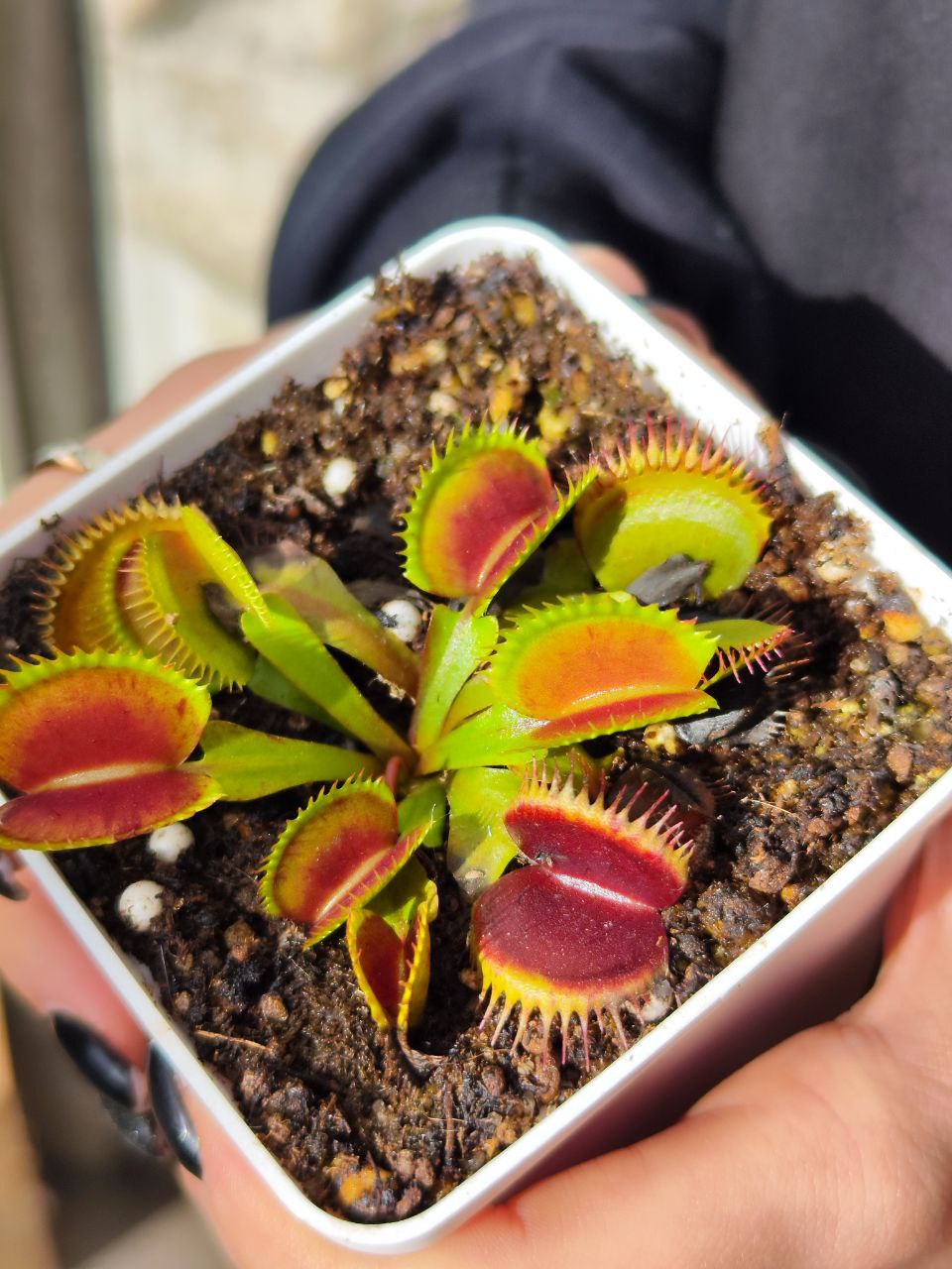 Венерина Мухоловка, Дионея Пятнистая (Dionaea Muscipula Spotty) D9см