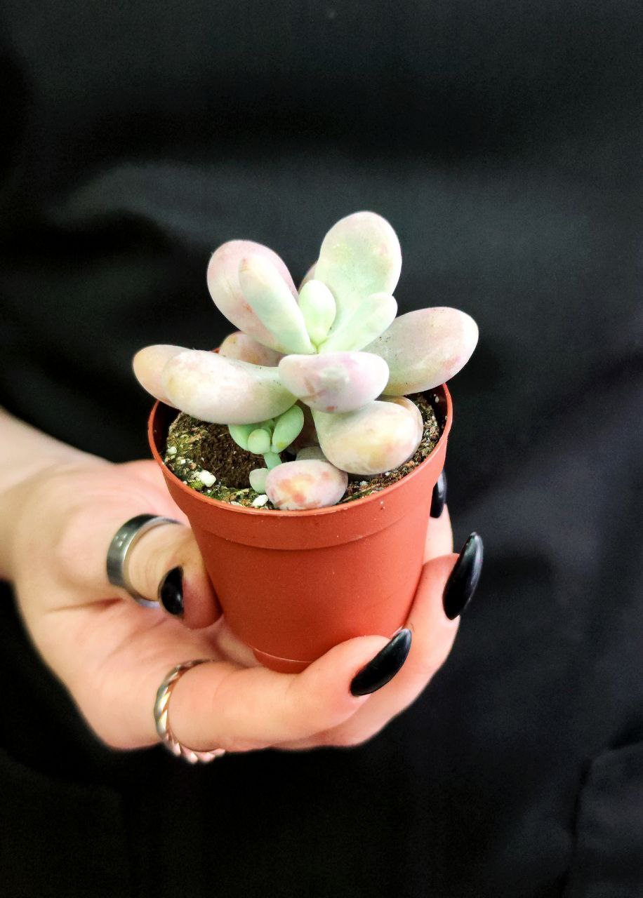 Пахифитум Момобиджин (Pachyphytum Momobijn) D5см