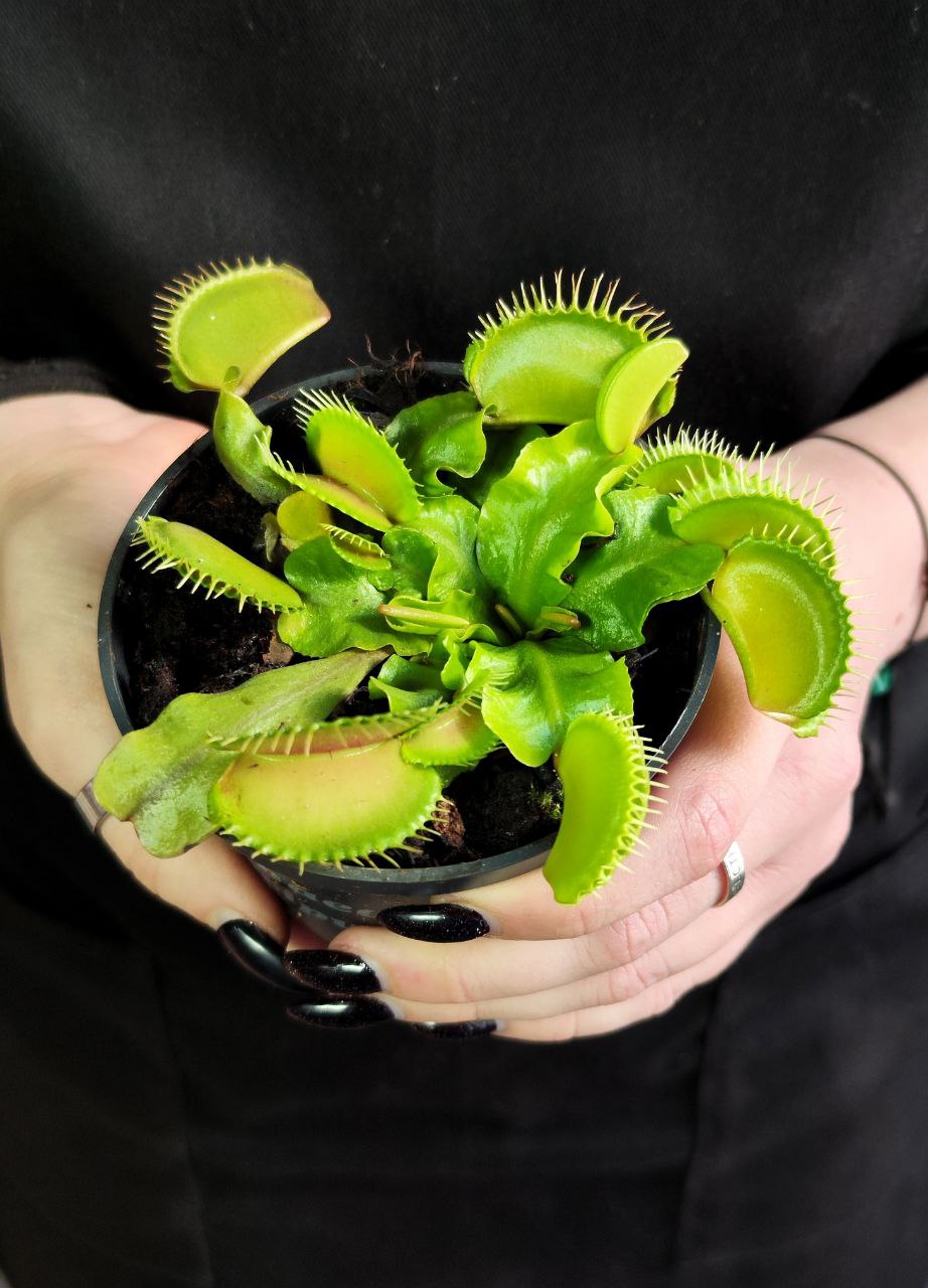 Венерина мухоловка, зеленая (Dionaea Muscipula) D9см