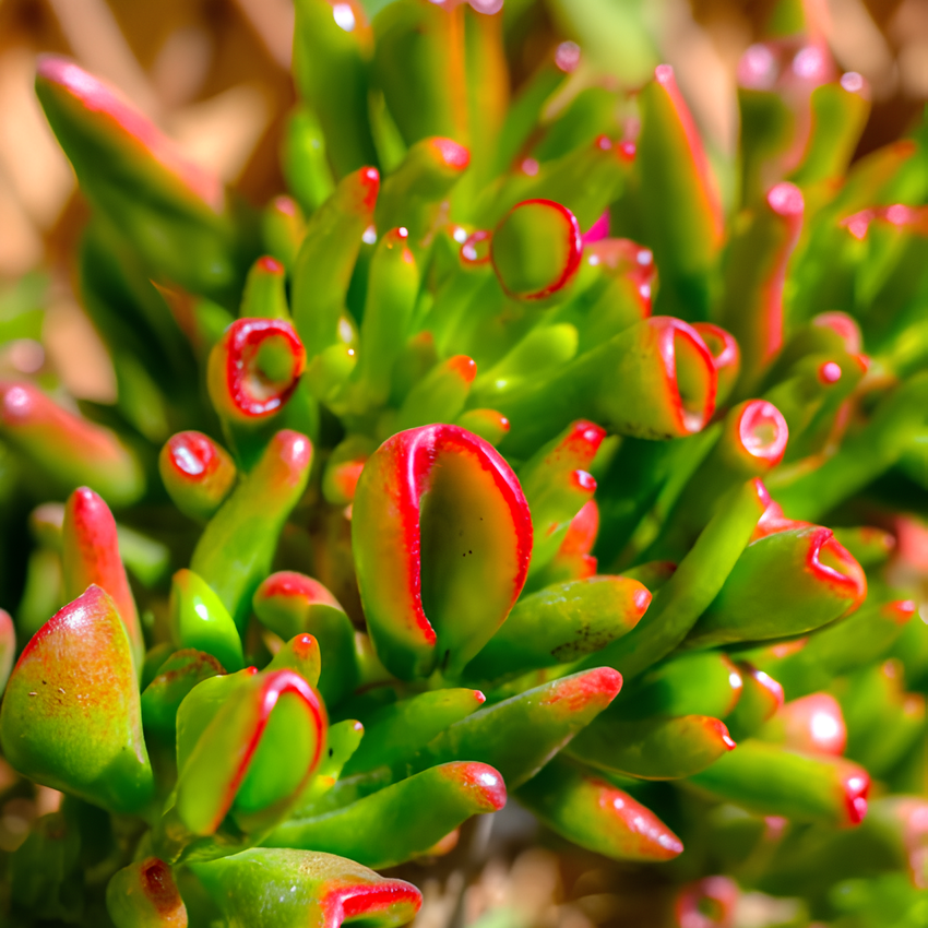 Крассула Хоббит (Crassula Ovata Hobbit) D5см