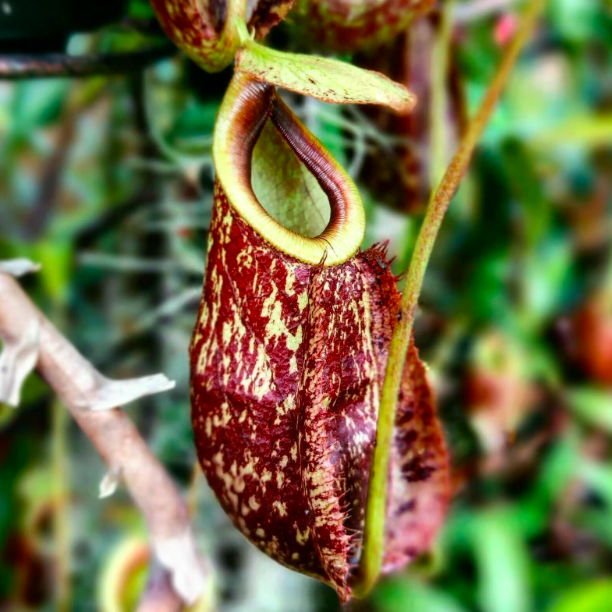 Непентес Раффлезиана (Nepenthes Rafflesiana) D7см
