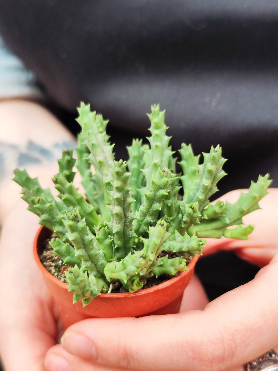 Стапелия Пестрая (Stapelia Variagata) D5см
