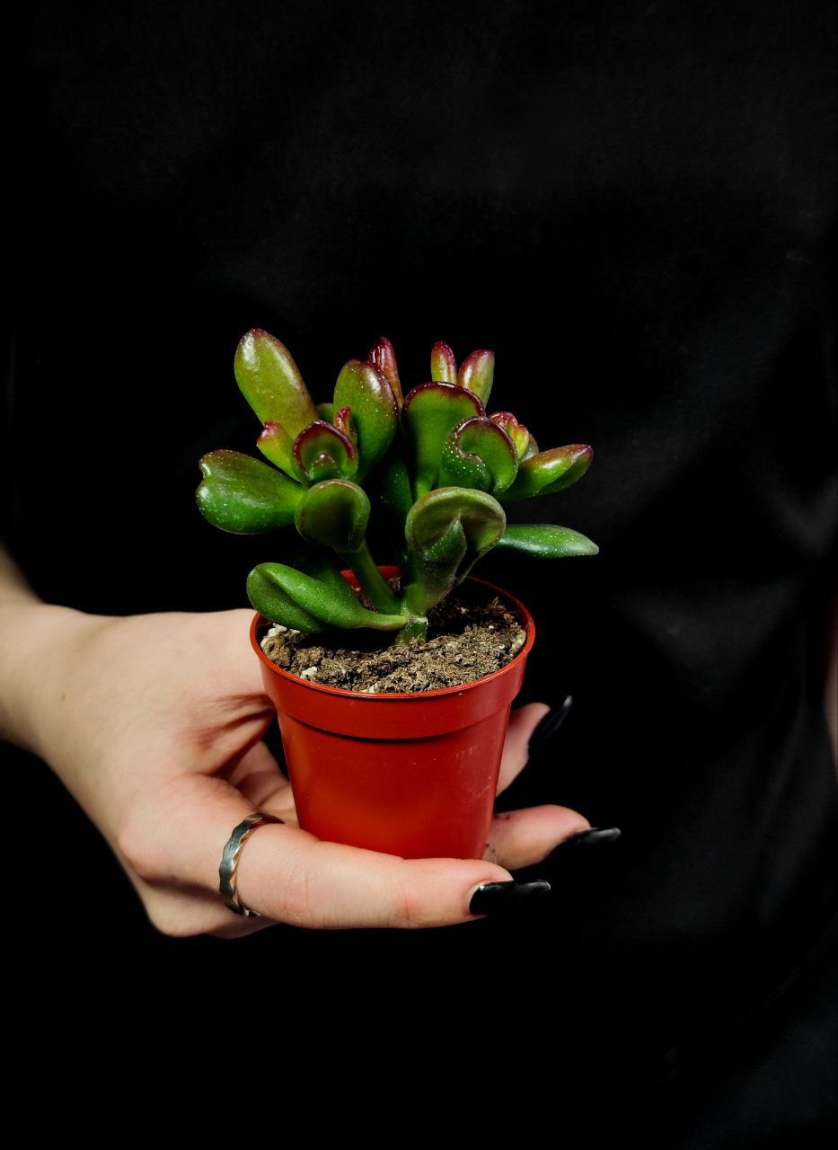 Крассула Конволюта (Crassula Convoluta) D5см