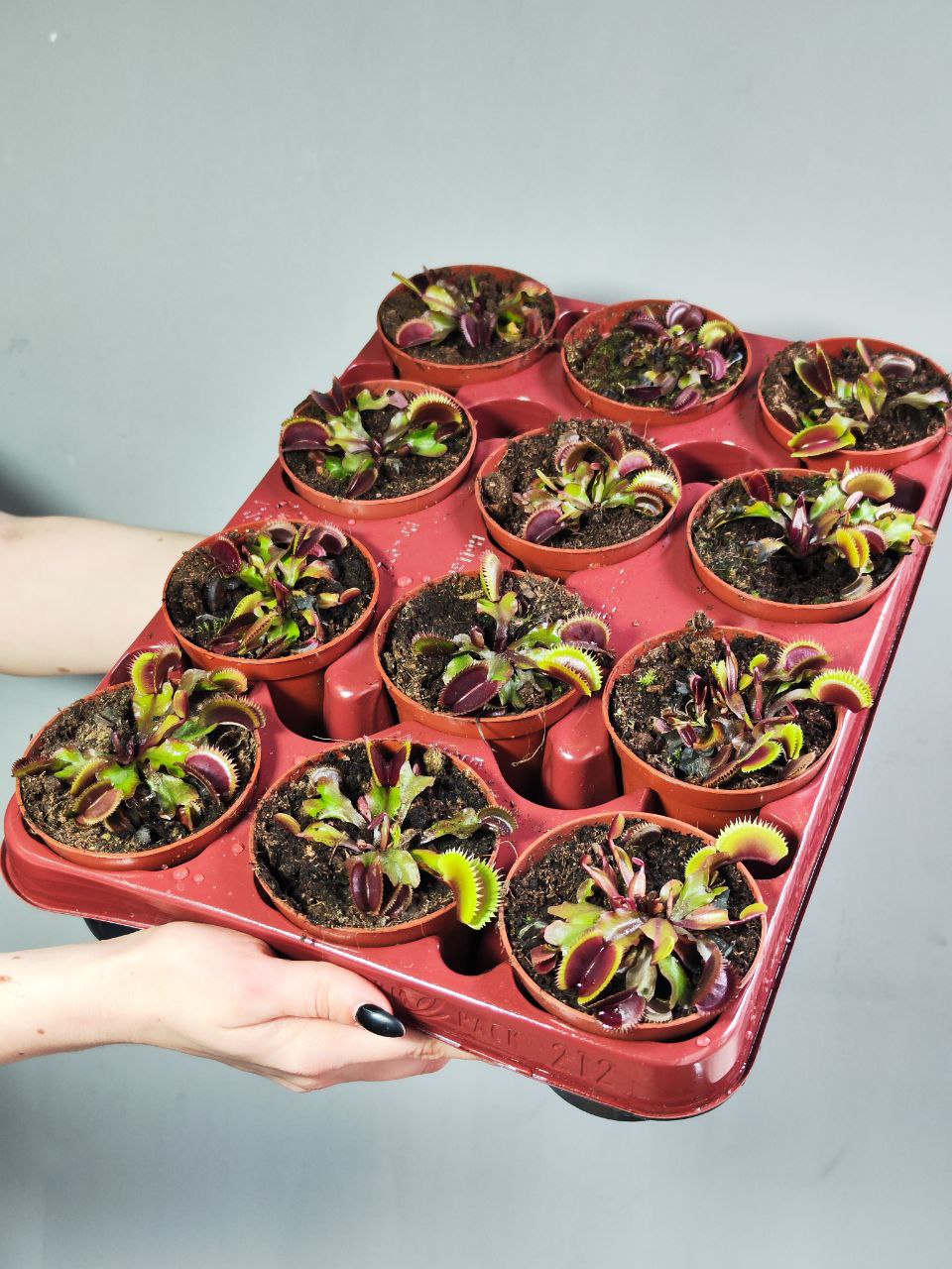 Венерина Мухоловка "Красный Дракон" (Dionaea Muscipula Red Dragon) D9см