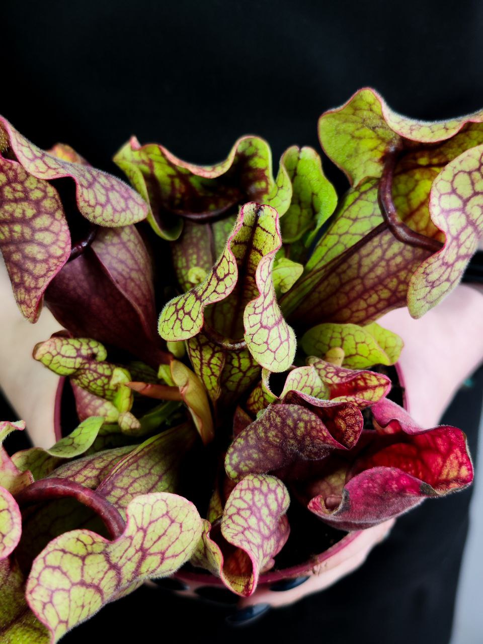 Саррацения Веноза Красная (Sarracenia Venosa Red) D12см