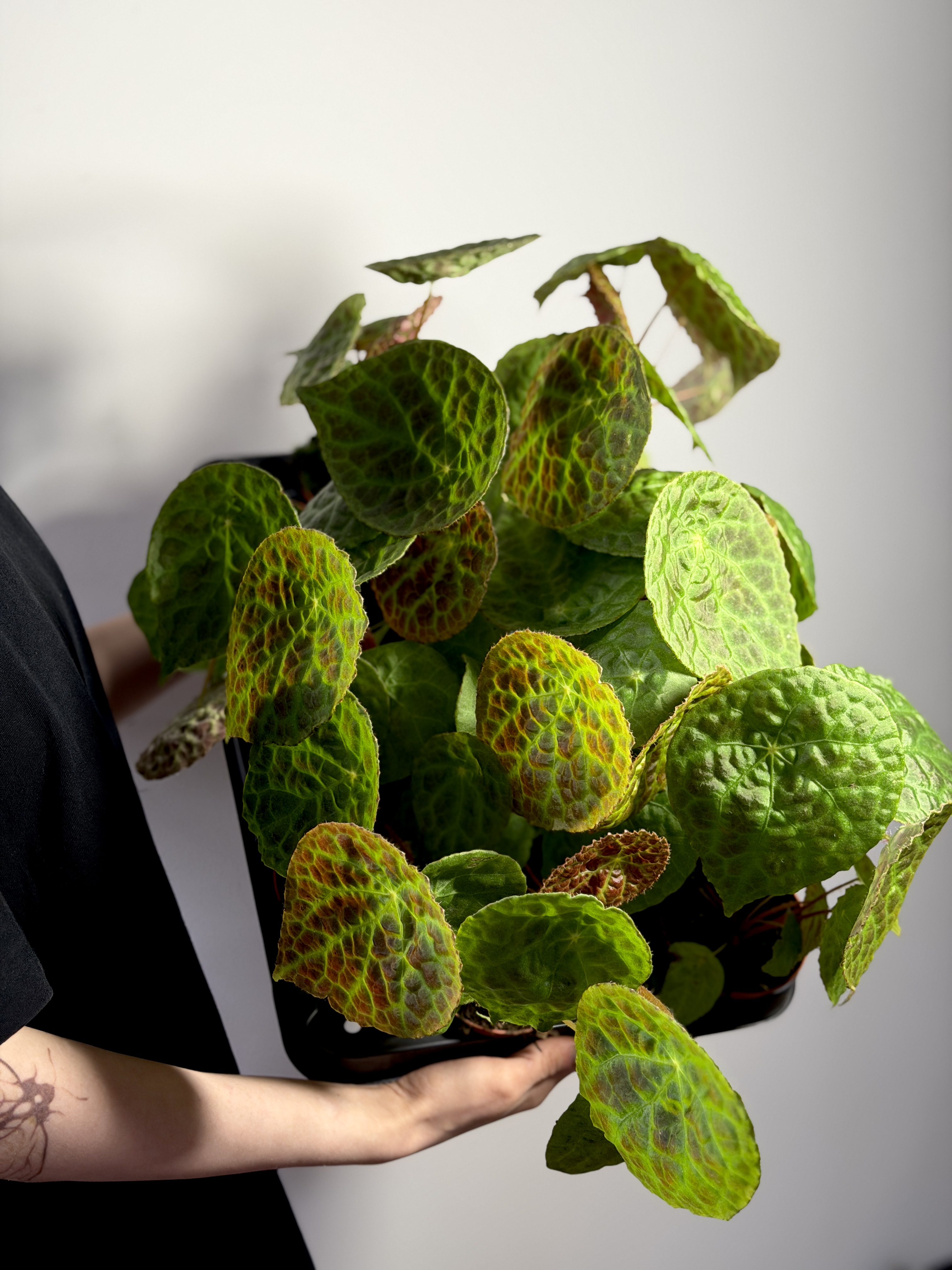 Бегония Футоенсис (Begonia Phuthoensis) D8см