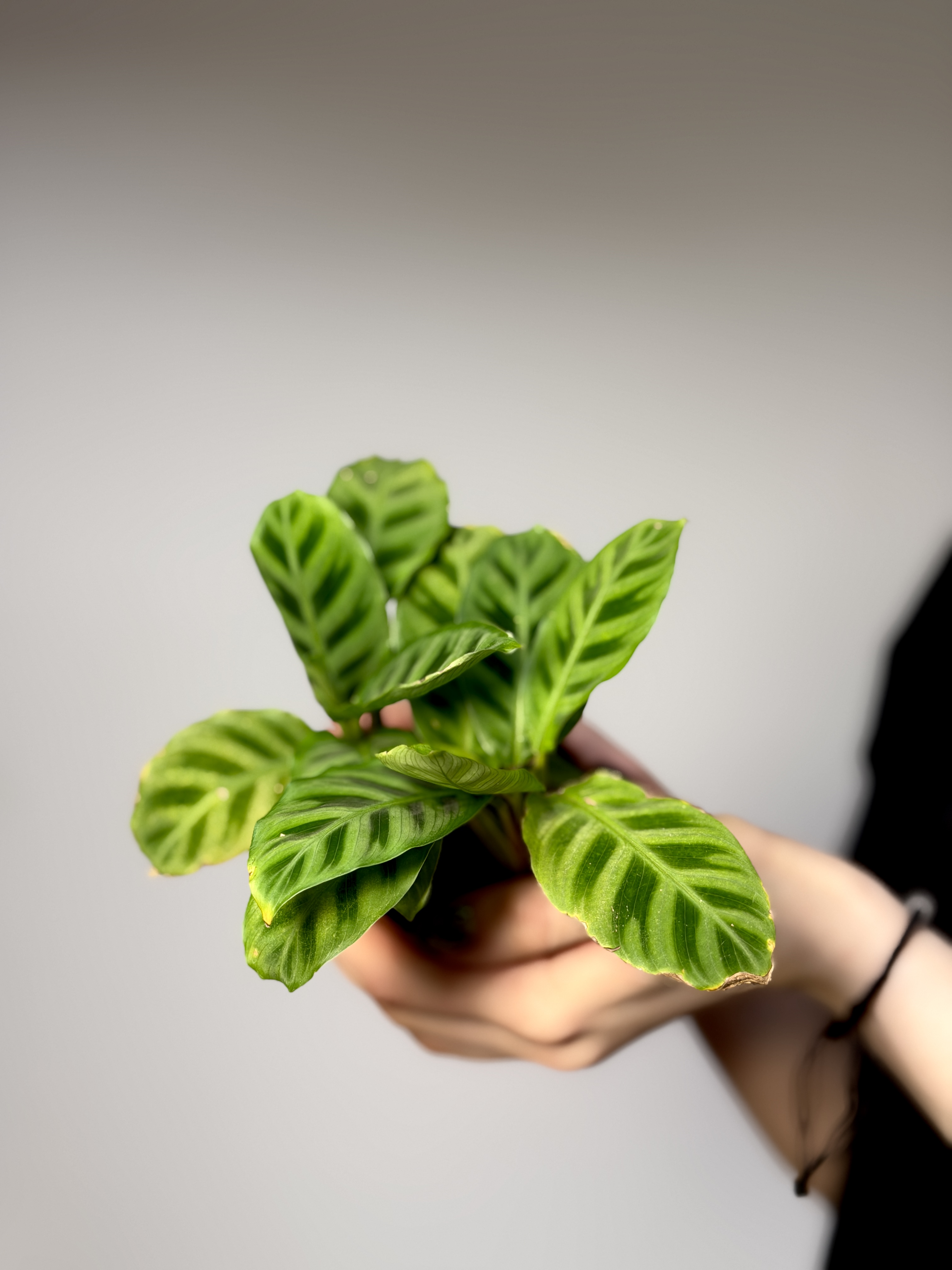Калатея Зебрина (Calathea Zebrina) D7см