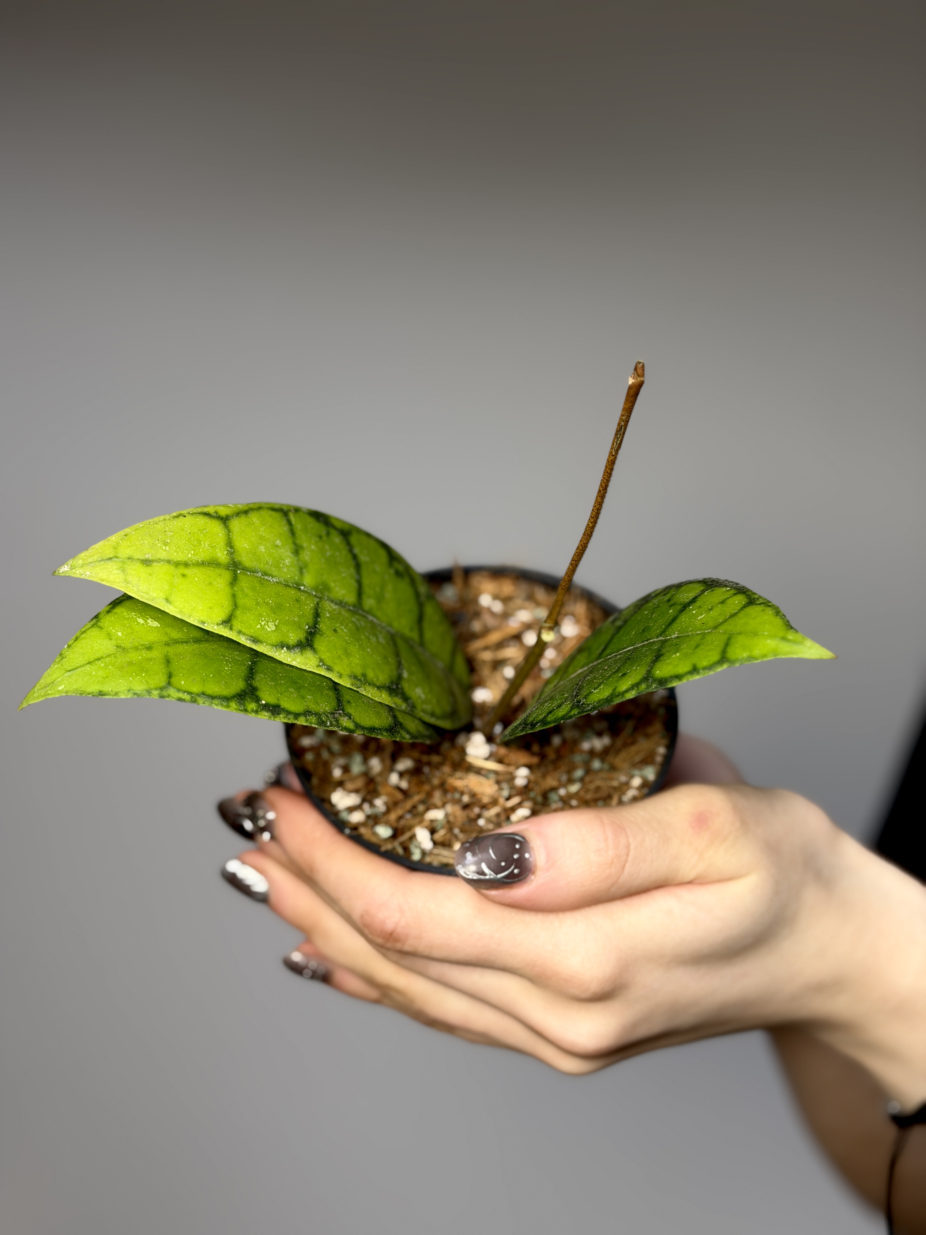 Хойя Блэк Кэт (Hoya Callistophylla Black Cat) D10см