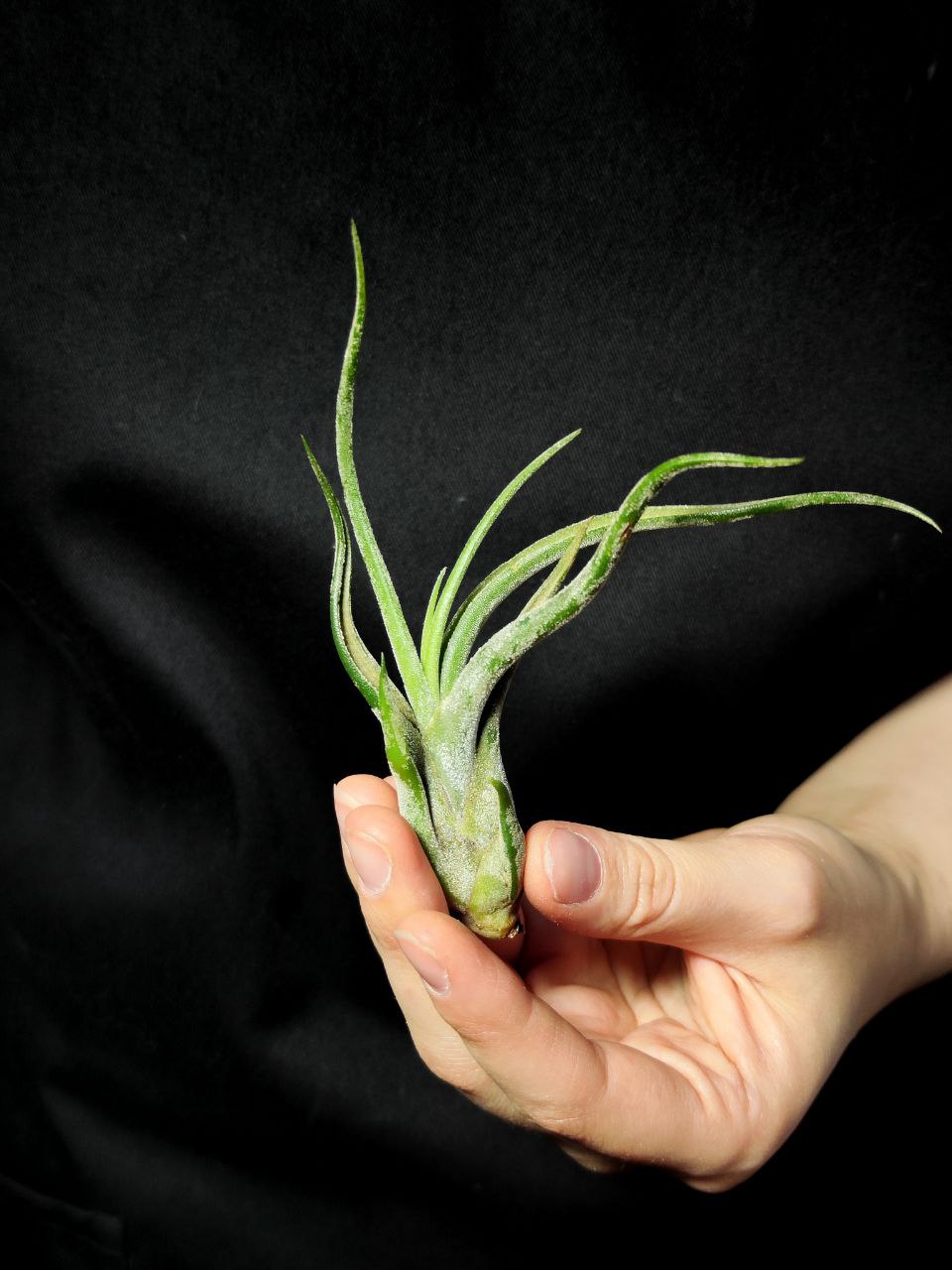 Тилландсия Голова Медузы Мини (Tillandsia Caput Medusae Mini)