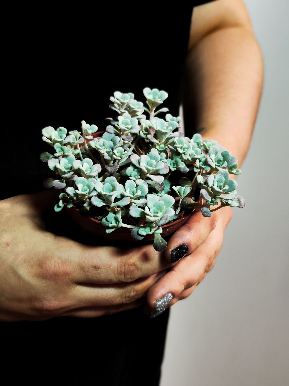 Седум Лопатчатолистный, или Седум Пурпуреум (Sedum Purpureum) D8см