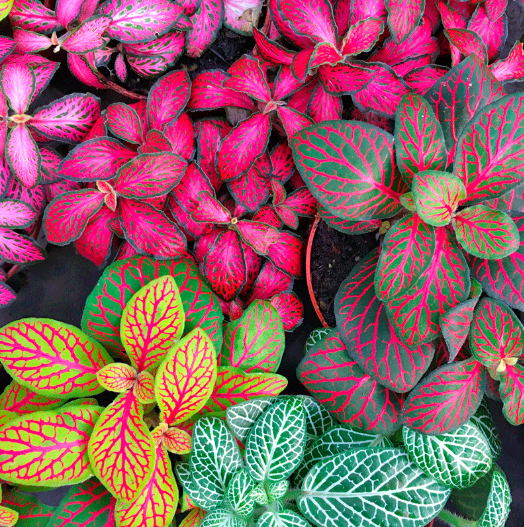 Фиттония Микс (Fittonia Mix) D8см