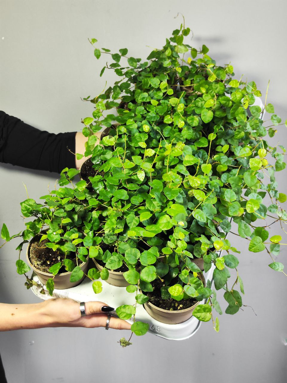 Фикус «Пумила Грин Санни» (Ficus Pumila Green Sunny) D9см