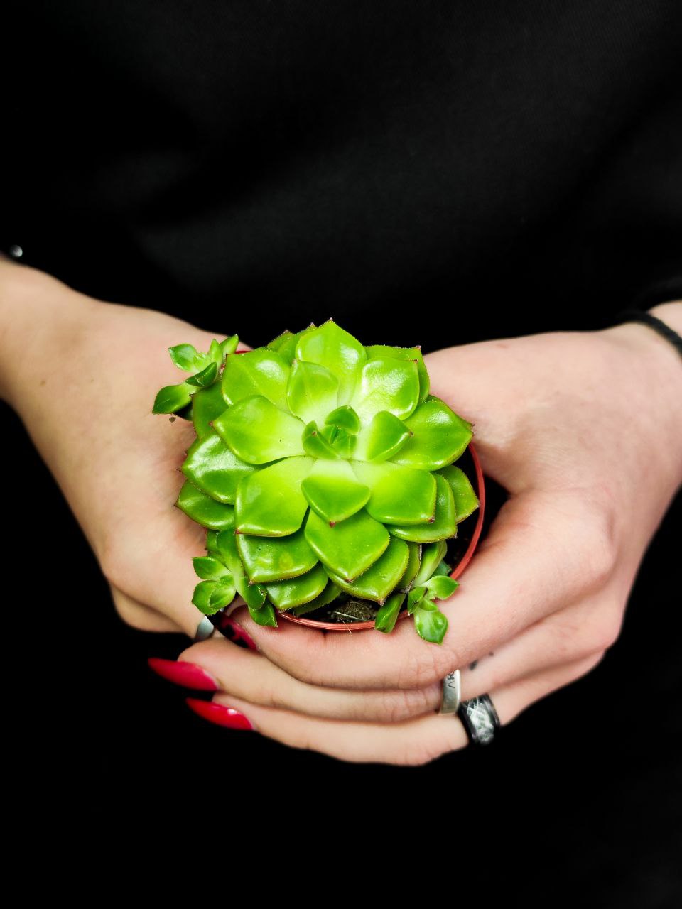 Эхеверия Аффинис Грин (Echeveria Affinis Green) D5см
