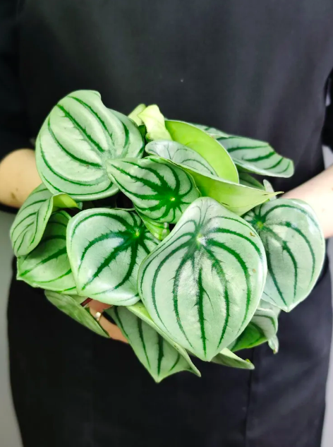 Пеперомия Арбузная (Peperomia Argyreia Watermelon) D11см