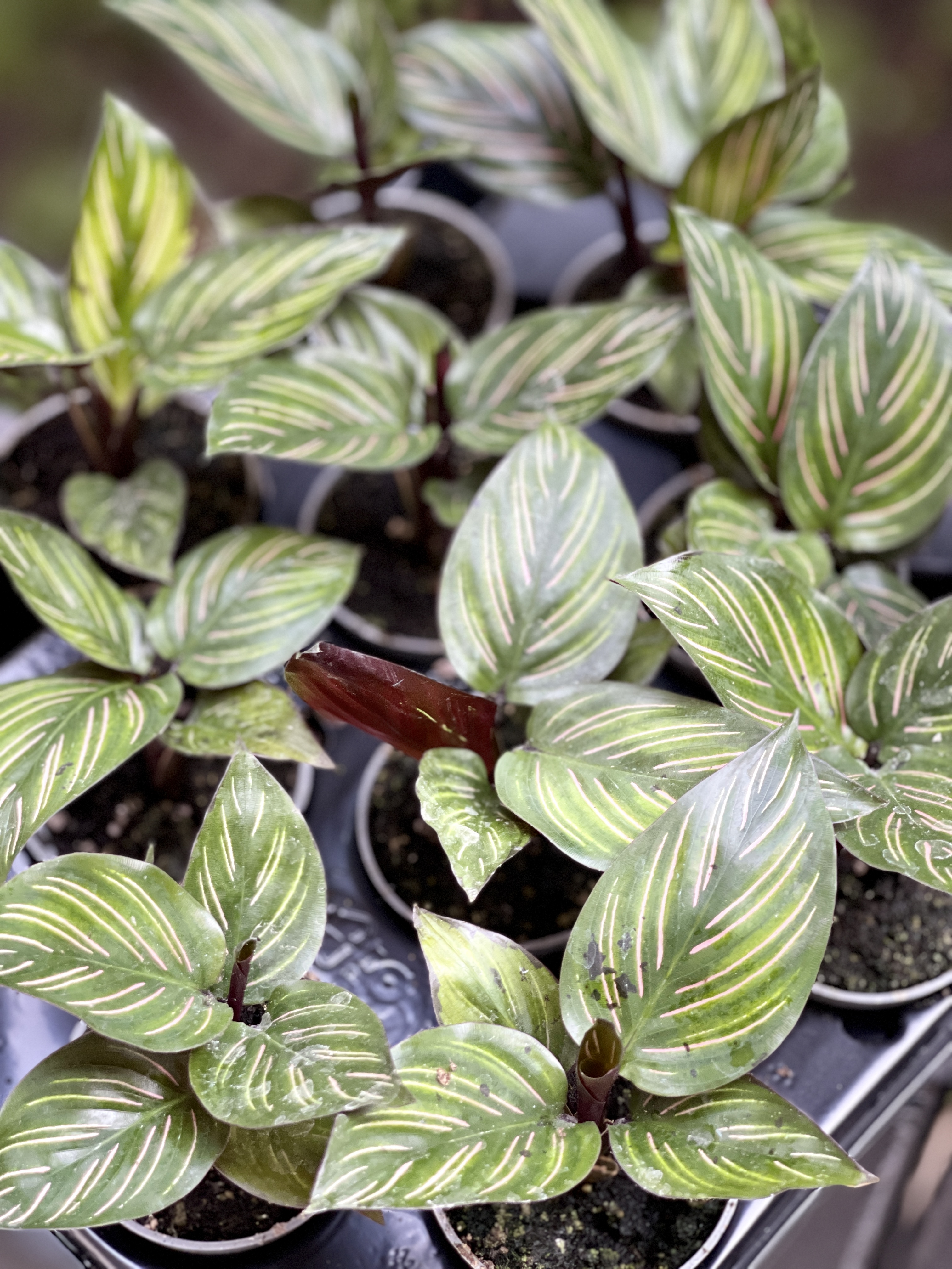 Калатея Бьюти Стар (Calathea Beauty Star) 6см
