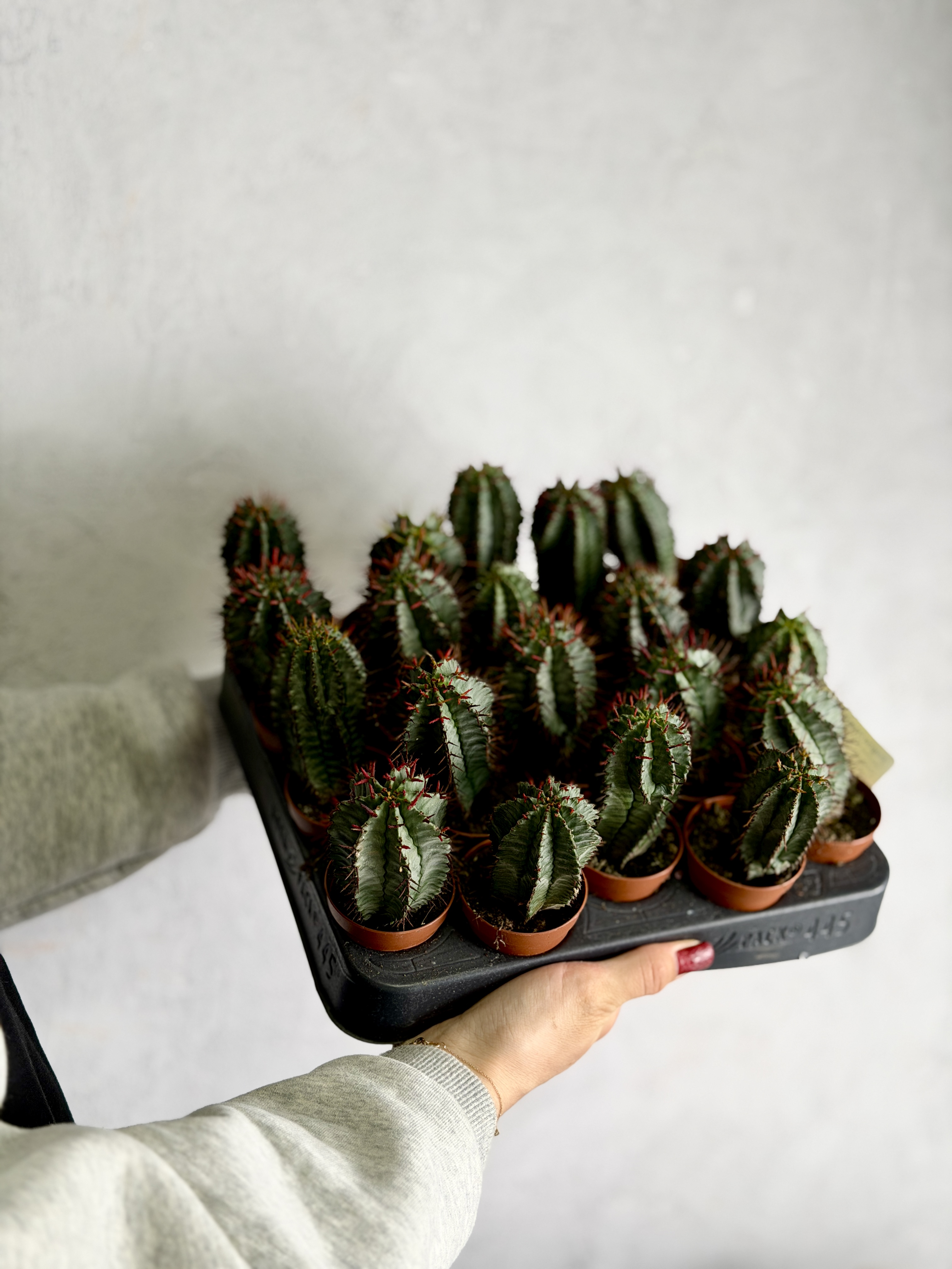 Эуфорбия Хоррида Стриата (Euphorbia Horrida Striata) D5см