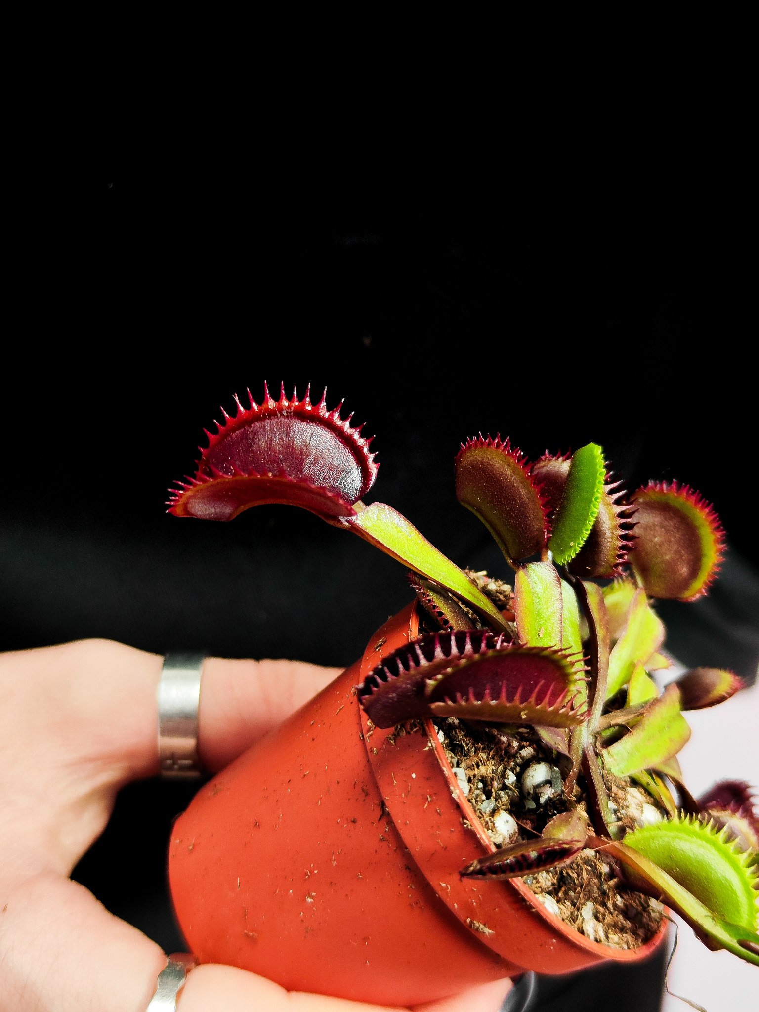 Венерина Мухоловка "Зубья Красной Акулы" (Dionaea Muscipula "Red Shark Teeth") D6см