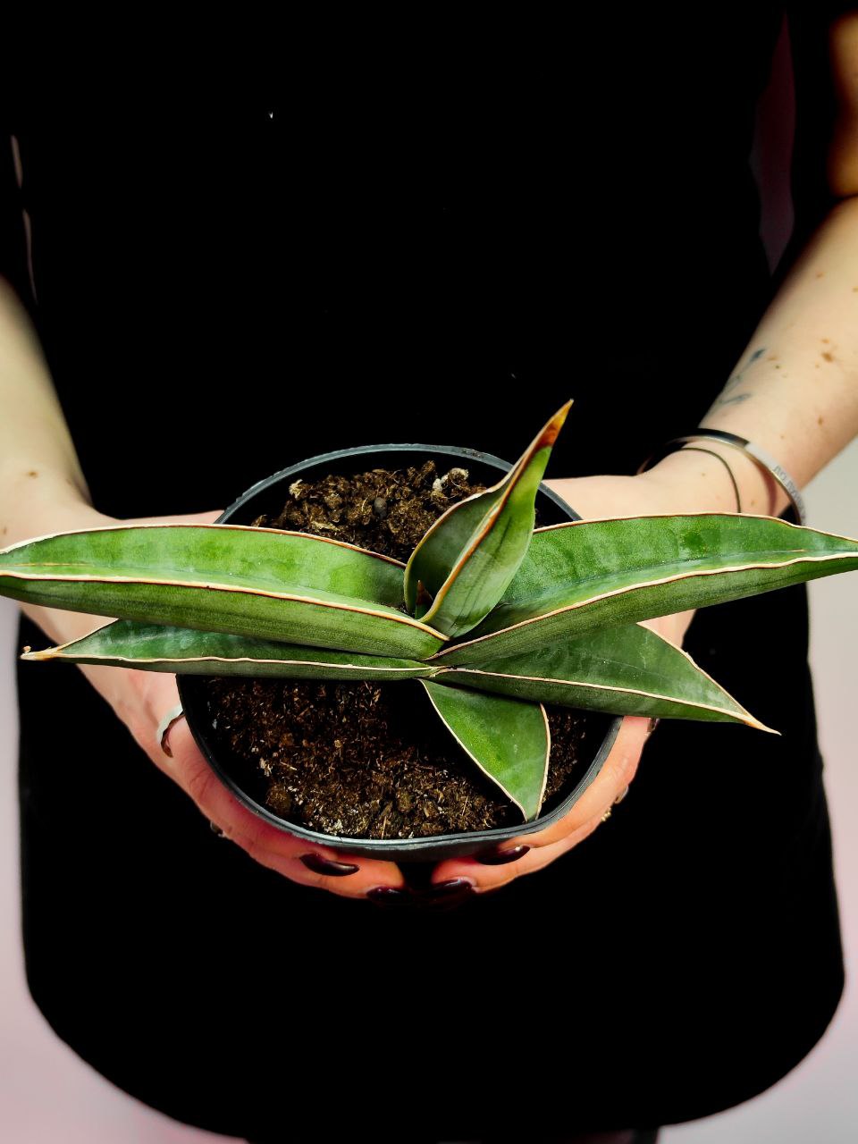 Сансевиерия Альмонд Сильвер (Sansevieria Almond Silver) D12см