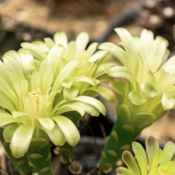 Гимнокалициум Балдианум Йеллоу (Gymnocalycium Baldianum cv. Yellow) D6см