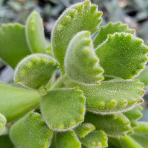 Котиледон Леди Смит (Cotyledon Ladismithiensis) D5см