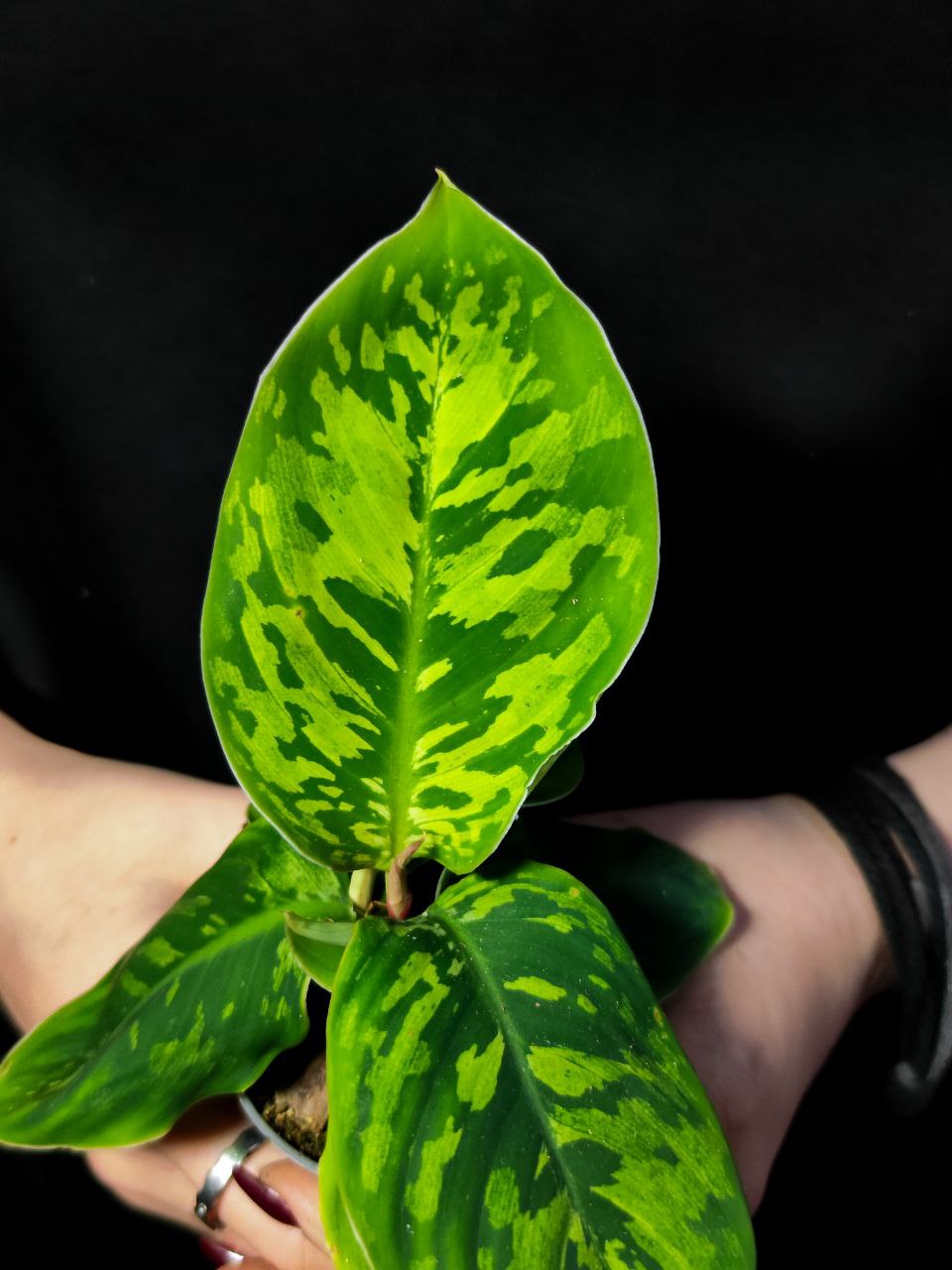 Хомаломена Камуфляж (Homalomena Camouflage) D6см