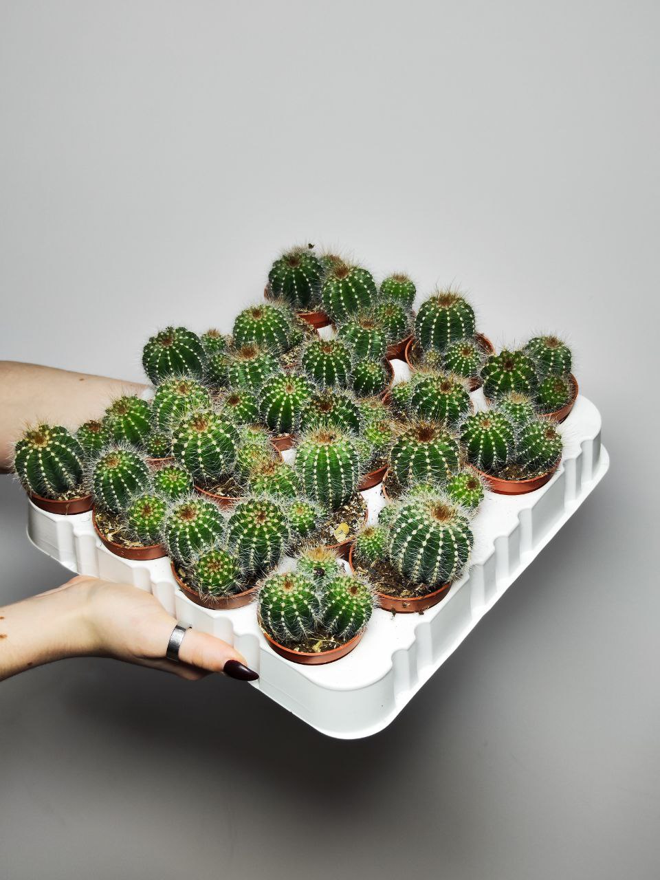 Нотокактус Магнификус Груп (Notocactus Mafnificus group) D5см