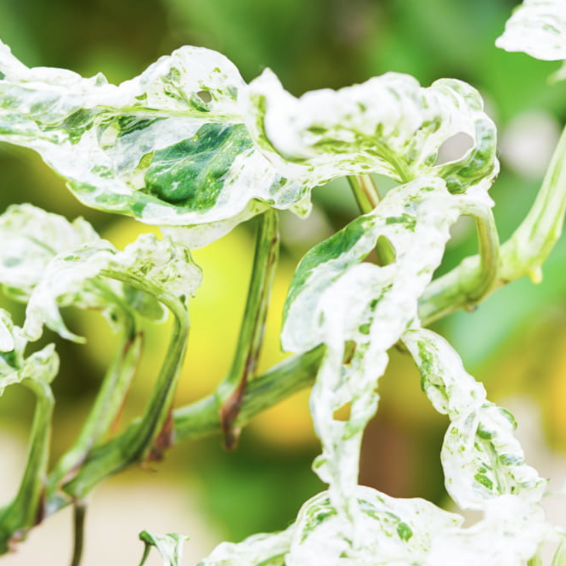 Монстера Фрозен Фреклес (Monstera Adansonii Frozen Freckles) D6см
