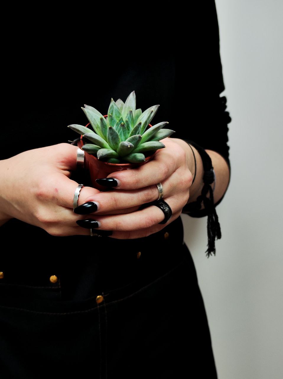 Эхеверия Хукери (Echeveria Hookeri) D5см