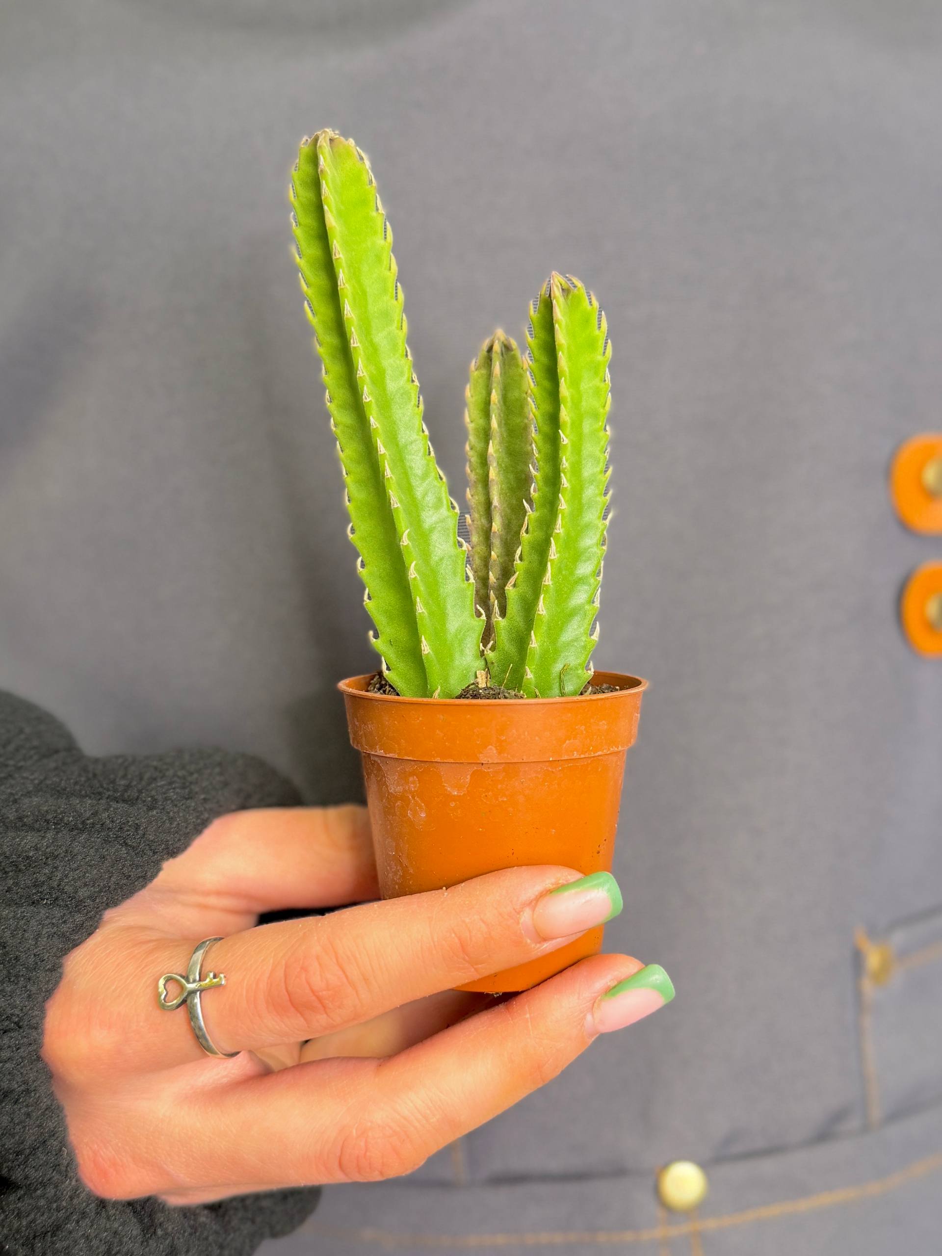 Стапелия Гигантская (Stapelia Gigantea) D5см